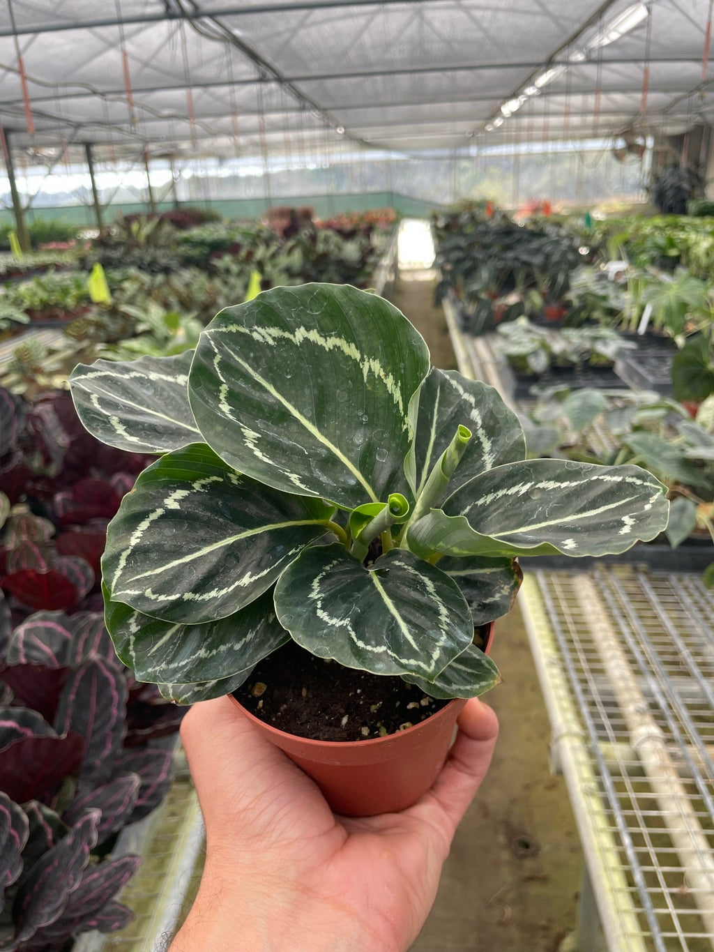 Calathea 'Green Goddess' - Holiday Corner