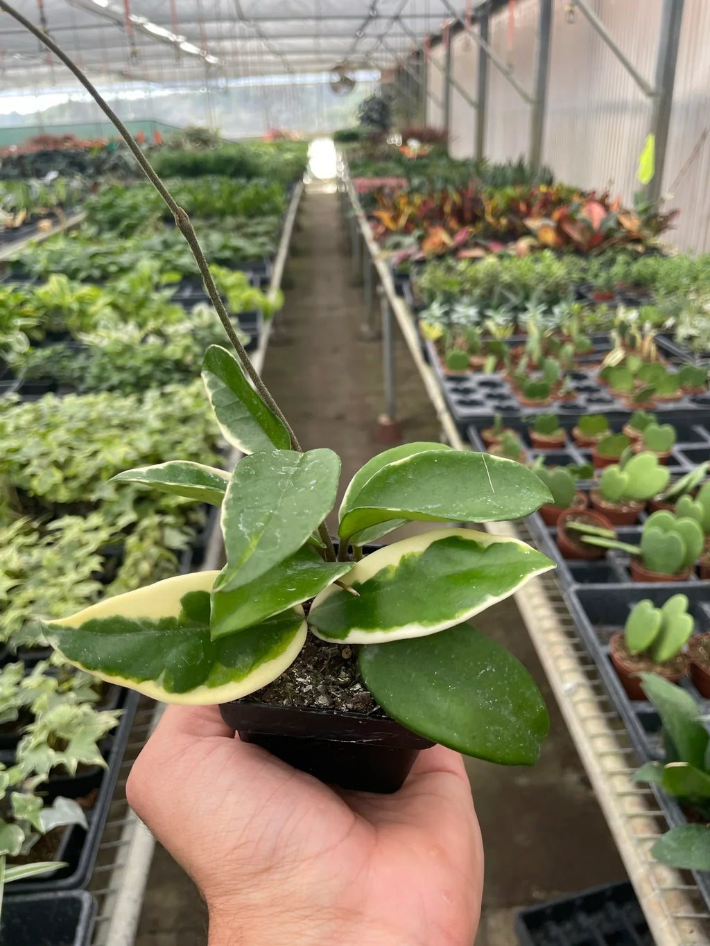 Hoya Carnosa 'Tricolor' - Holiday Corner