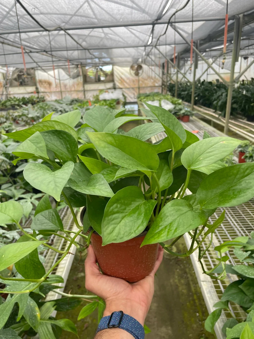 Pothos 'Green Queen' - Holiday Corner