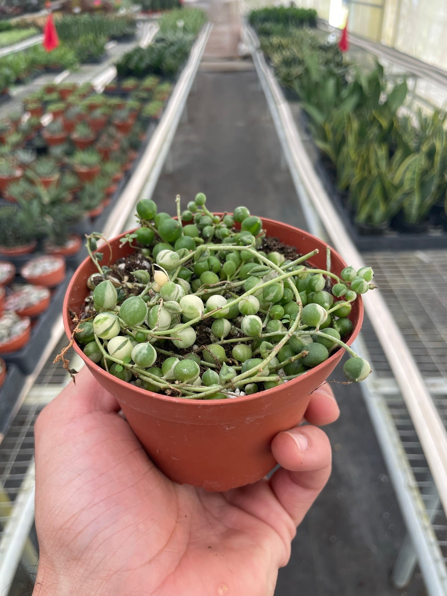 Succulent 'String of Pearls' Variegated - Holiday Corner