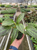 Monolena 'Primuliflora' - Holiday Corner