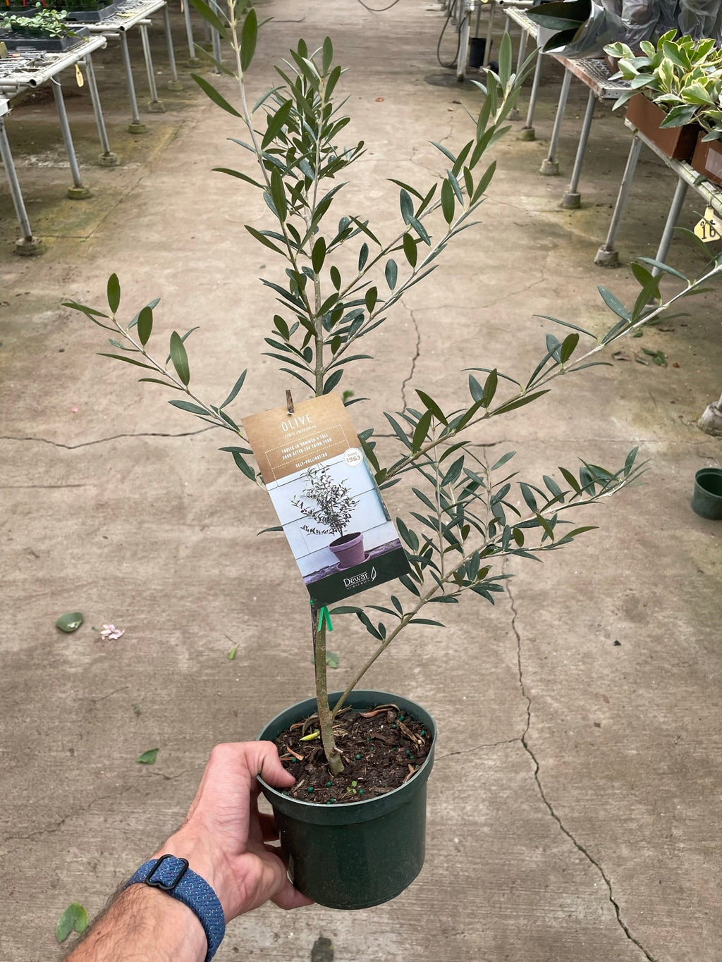 Common Olive Tree (Olea europaea) - Holiday Corner