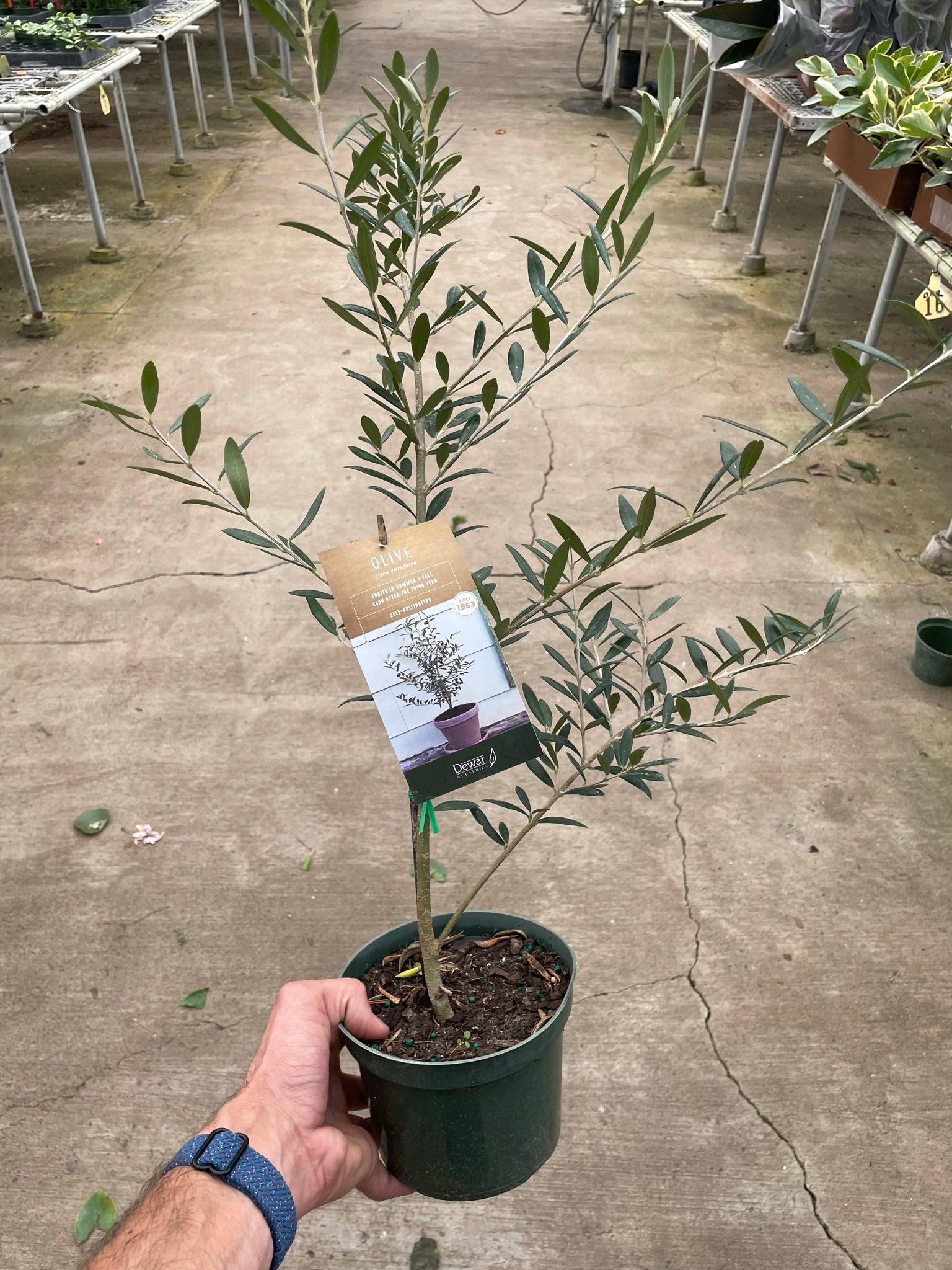 Common Olive Tree (Olea europaea) - Holiday Corner