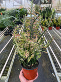Variegated Devil's Backbone Euphorbia - Holiday Corner