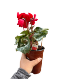 Cyclamen 'Red' - Holiday Corner