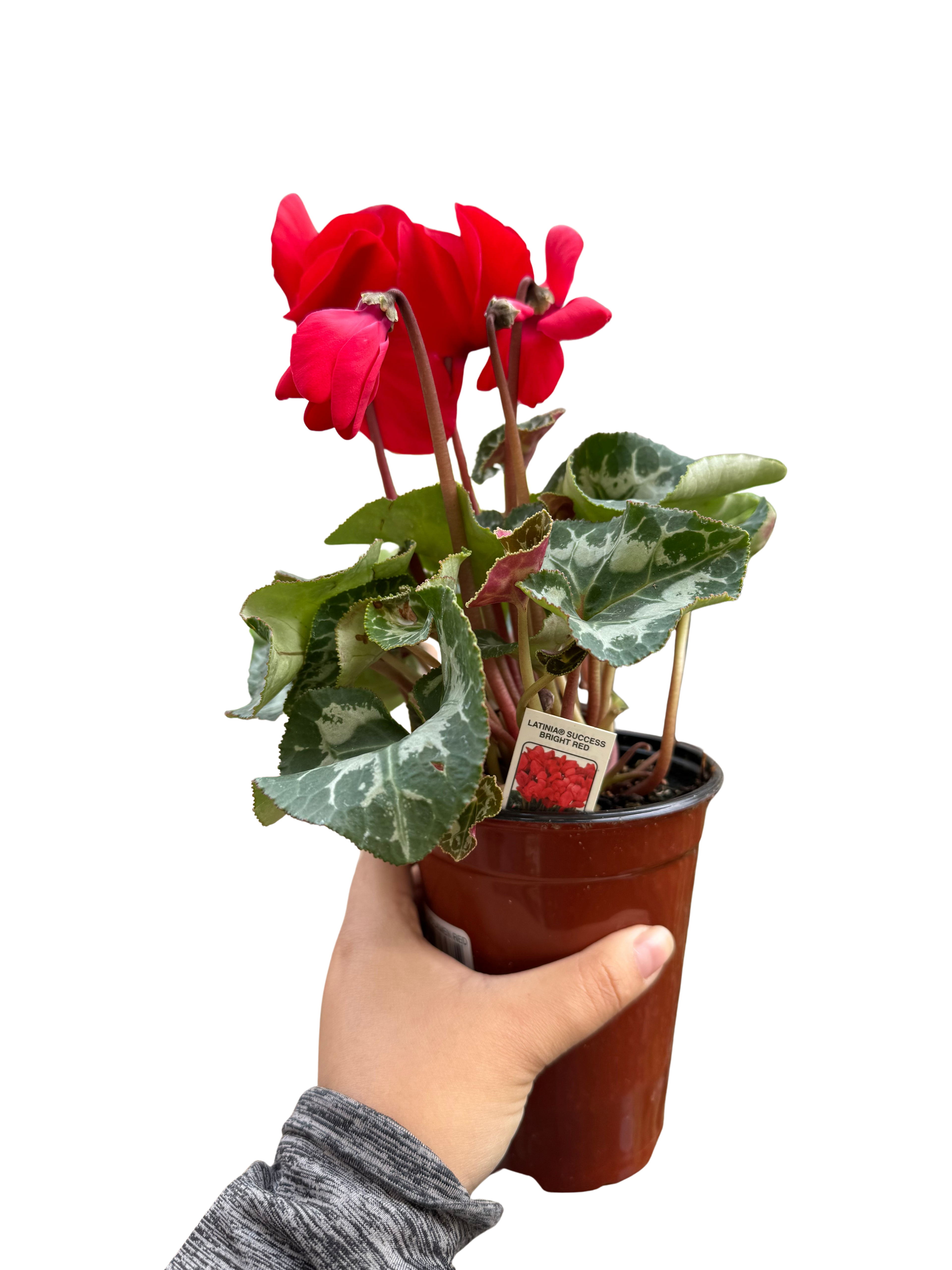Cyclamen 'Red' - Holiday Corner