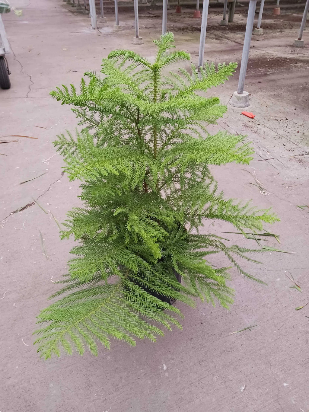 Norfolk 'Island Pine' - Holiday Corner