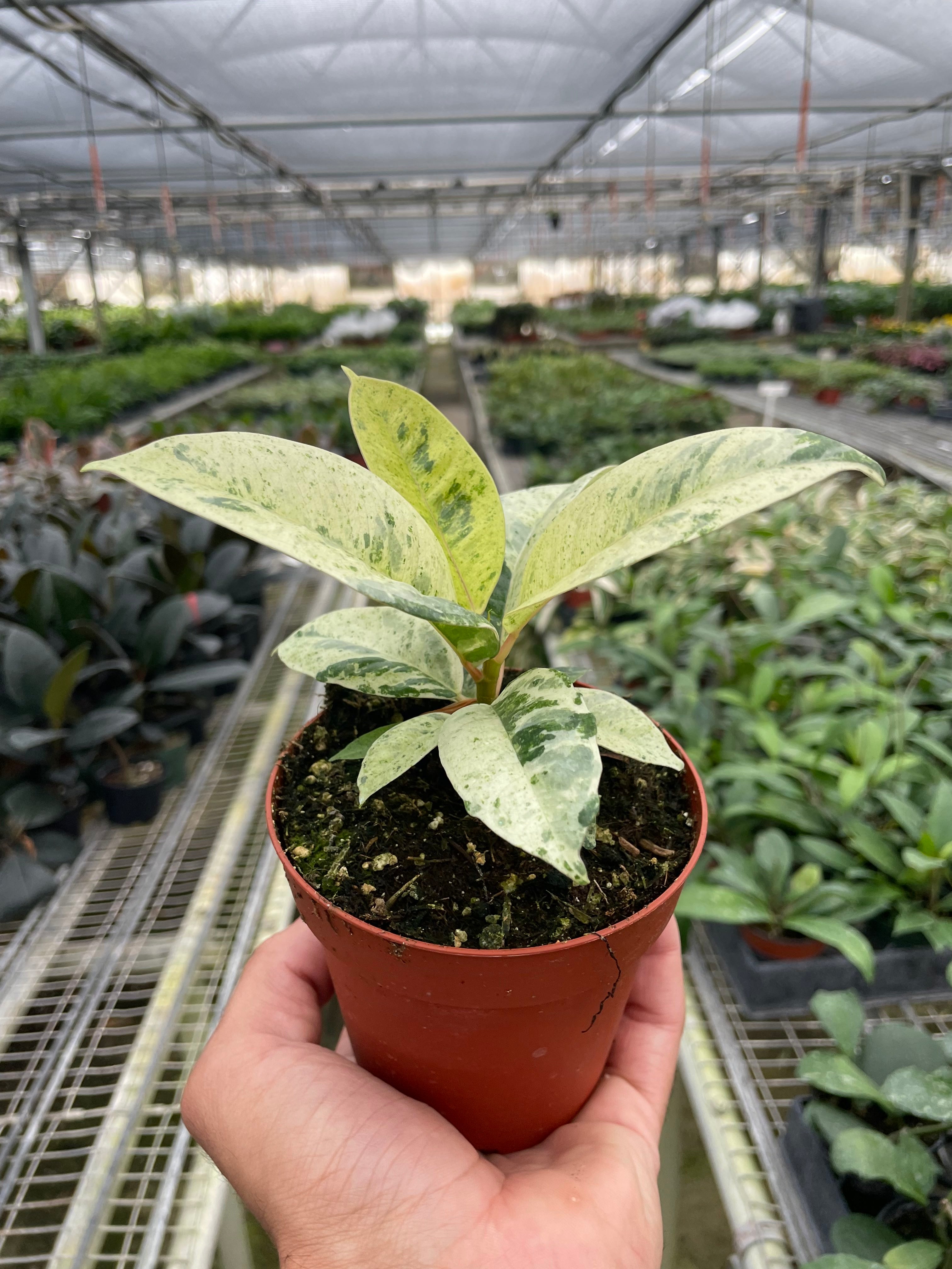 Ficus 'shivereana' (Moonshine) - Holiday Corner