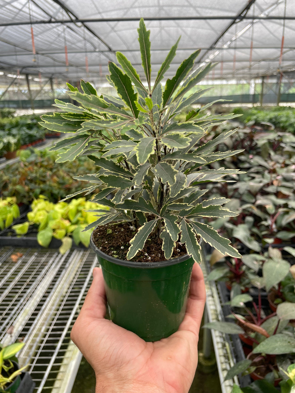 Aralia 'Bianca' - Holiday Corner
