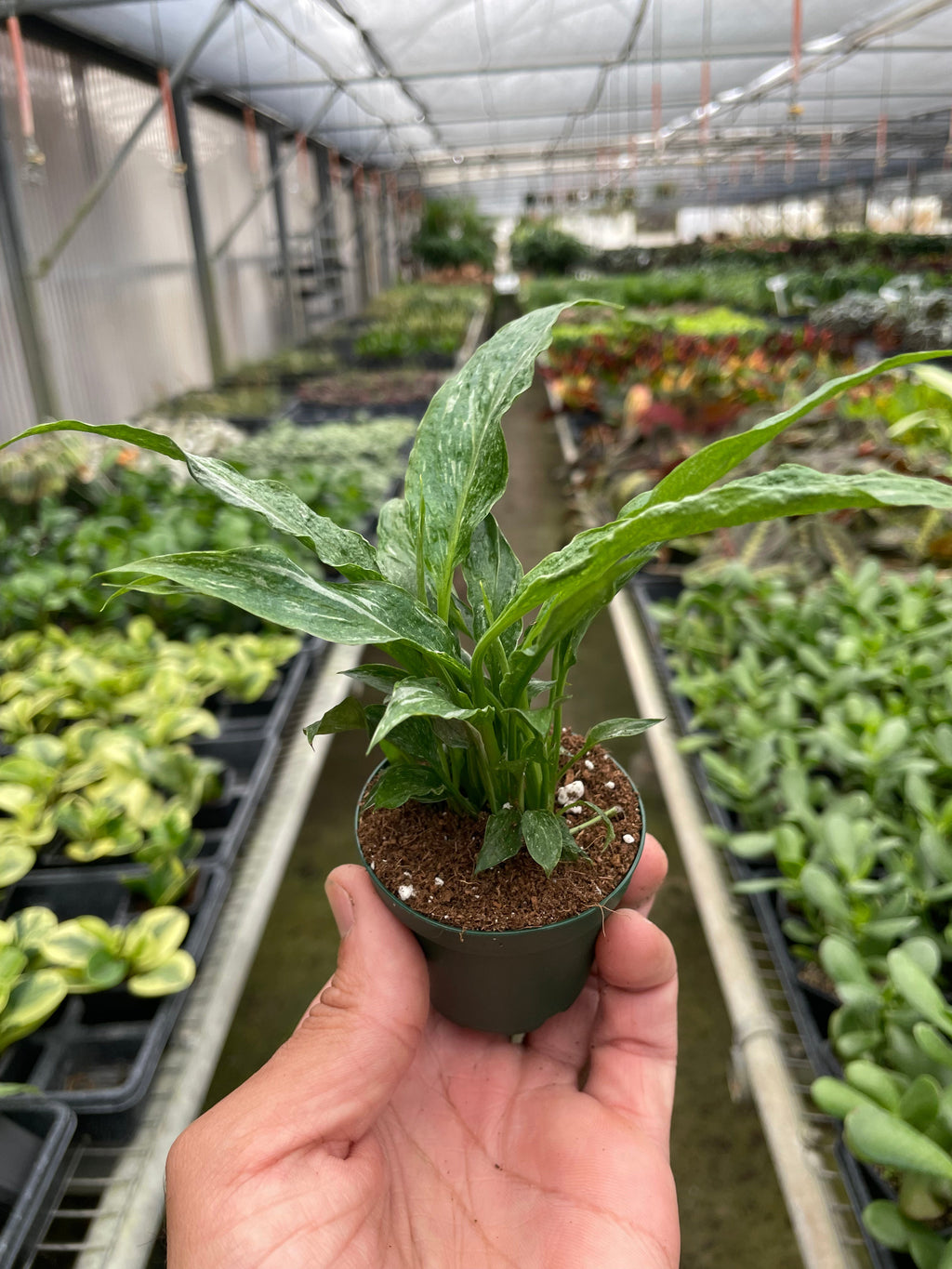 Variegated Spathiphyllum 'Domino' - Holiday Corner