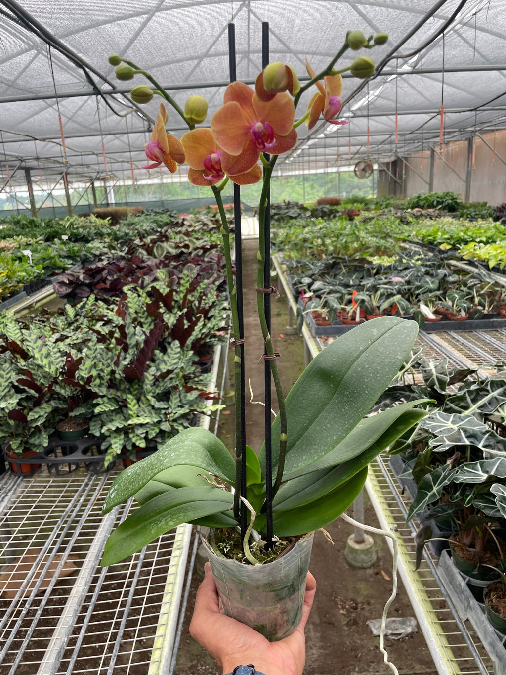 Orchid 'Orange Phalaenopsis' - Holiday Corner