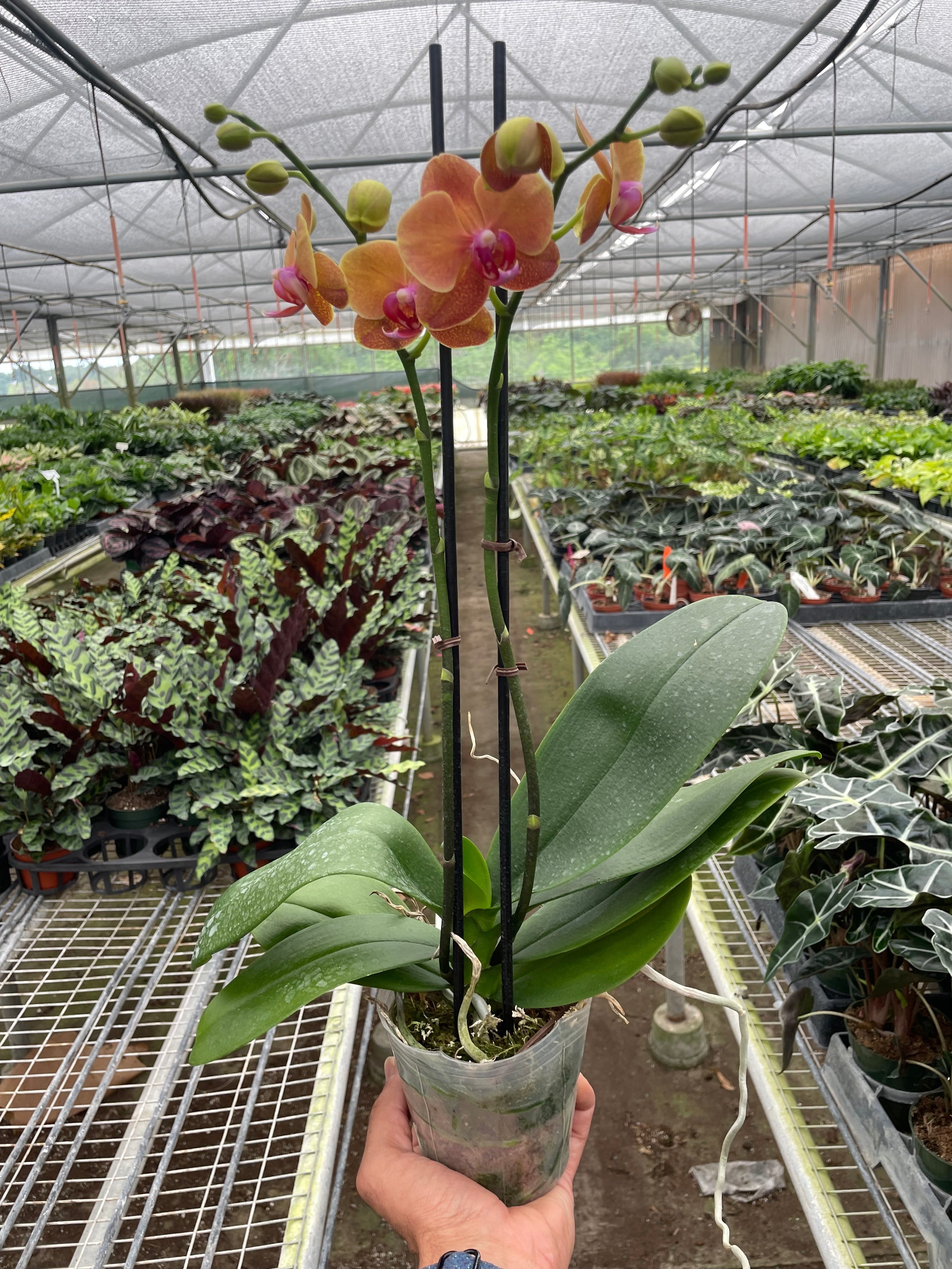 Orchid 'Orange Phalaenopsis' - Holiday Corner