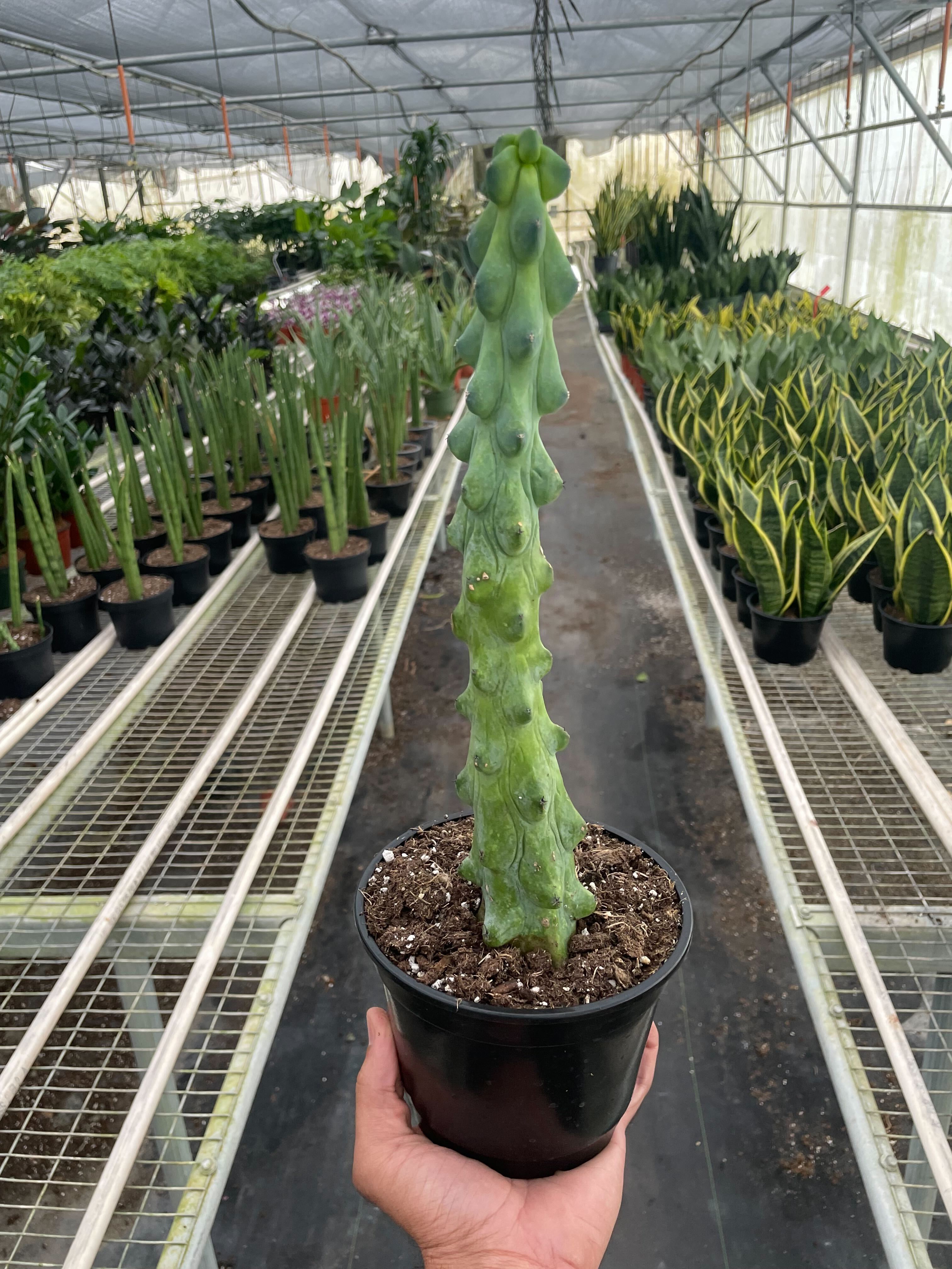 Boobie Cactus - Holiday Corner