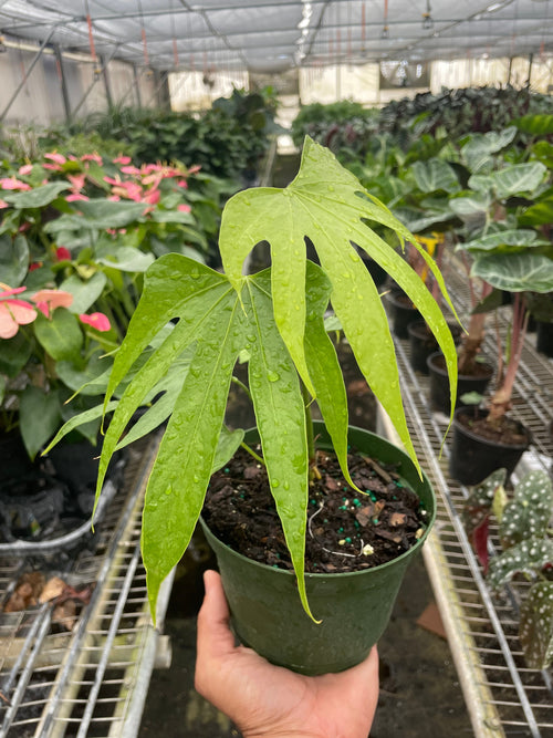 Anthurium Fingers - Holiday Corner