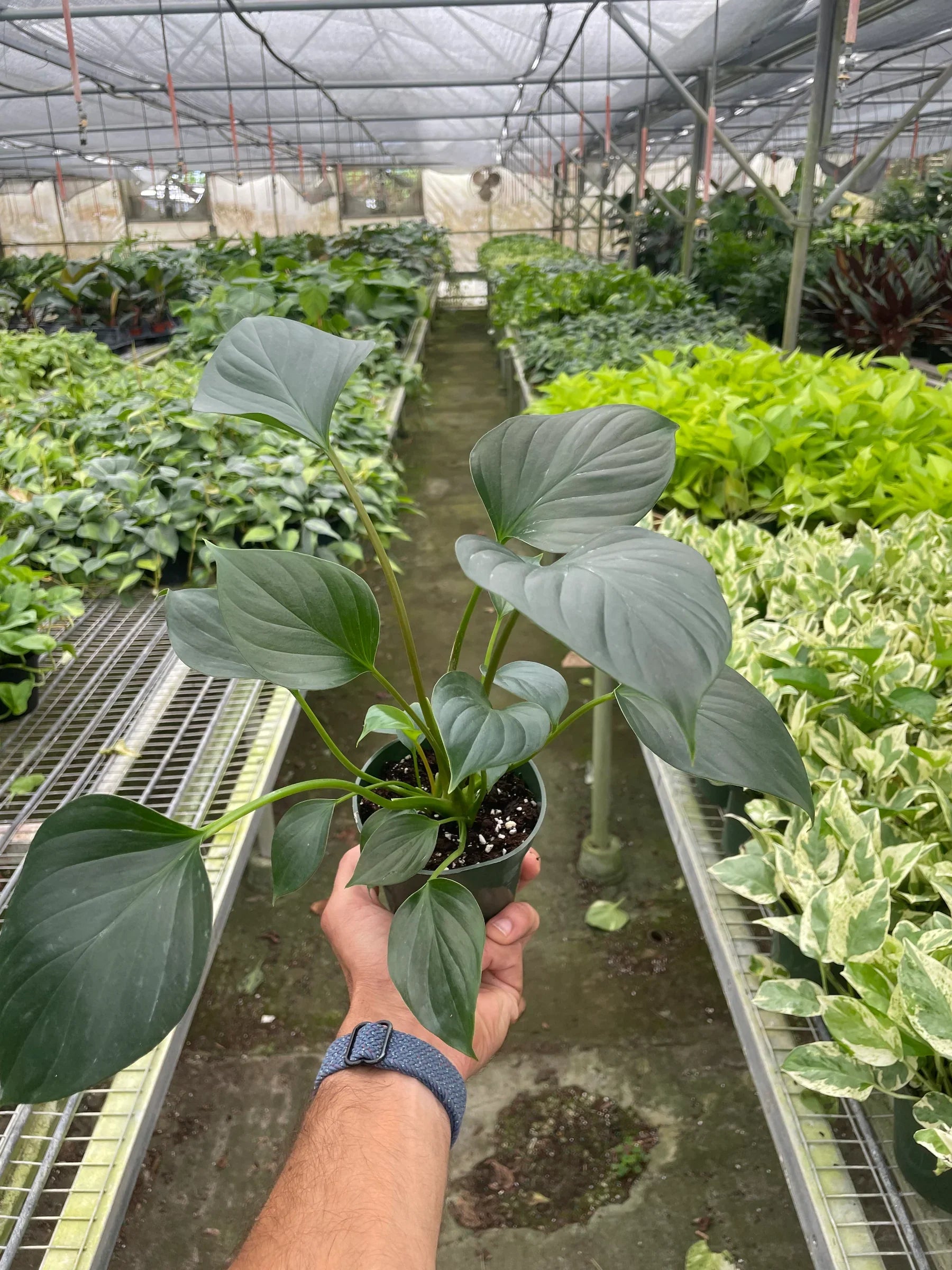 Homalomena 'Emerald Gem' - Holiday Corner
