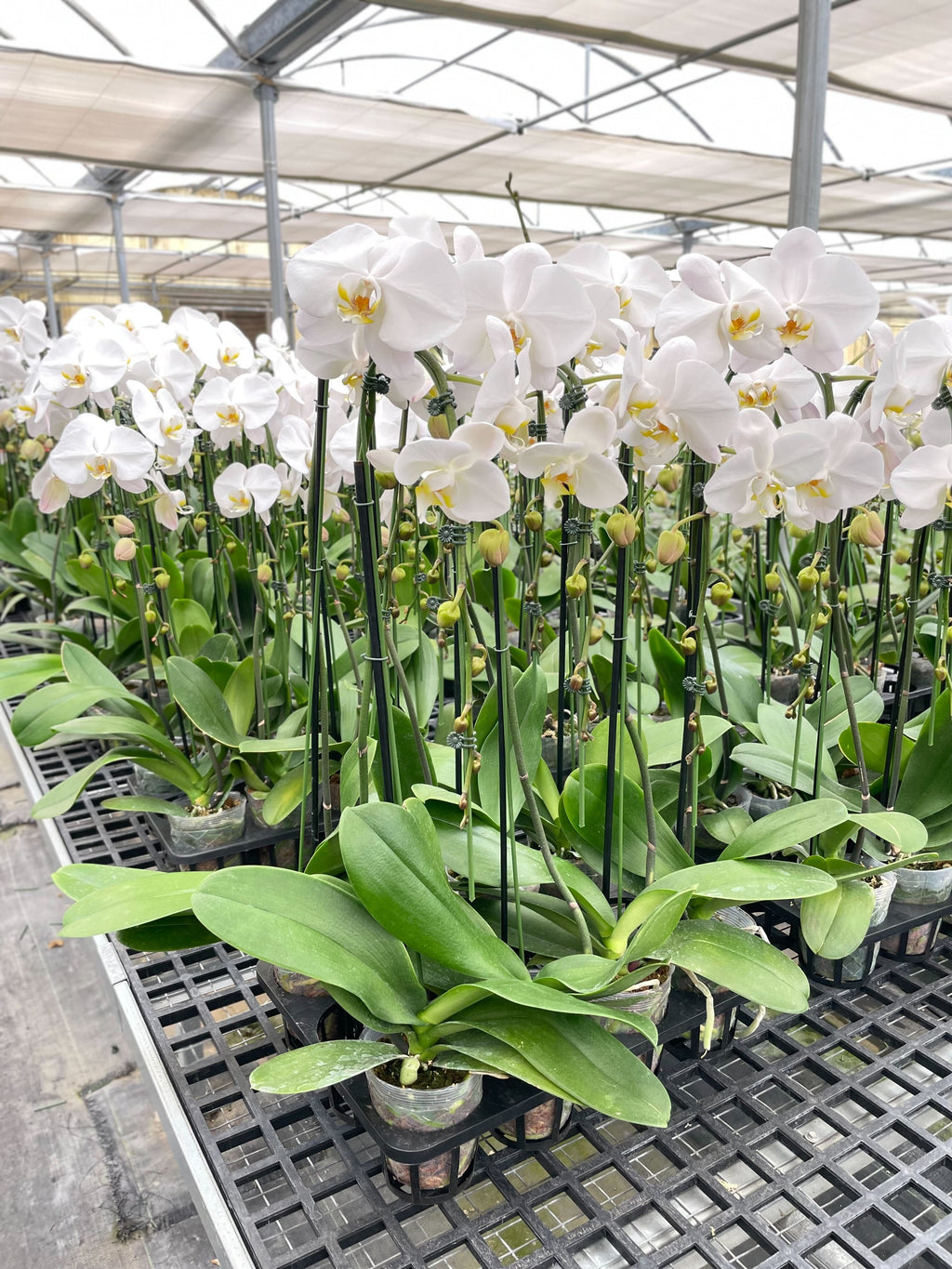 Orchid 'White Phalaenopsis' - Holiday Corner