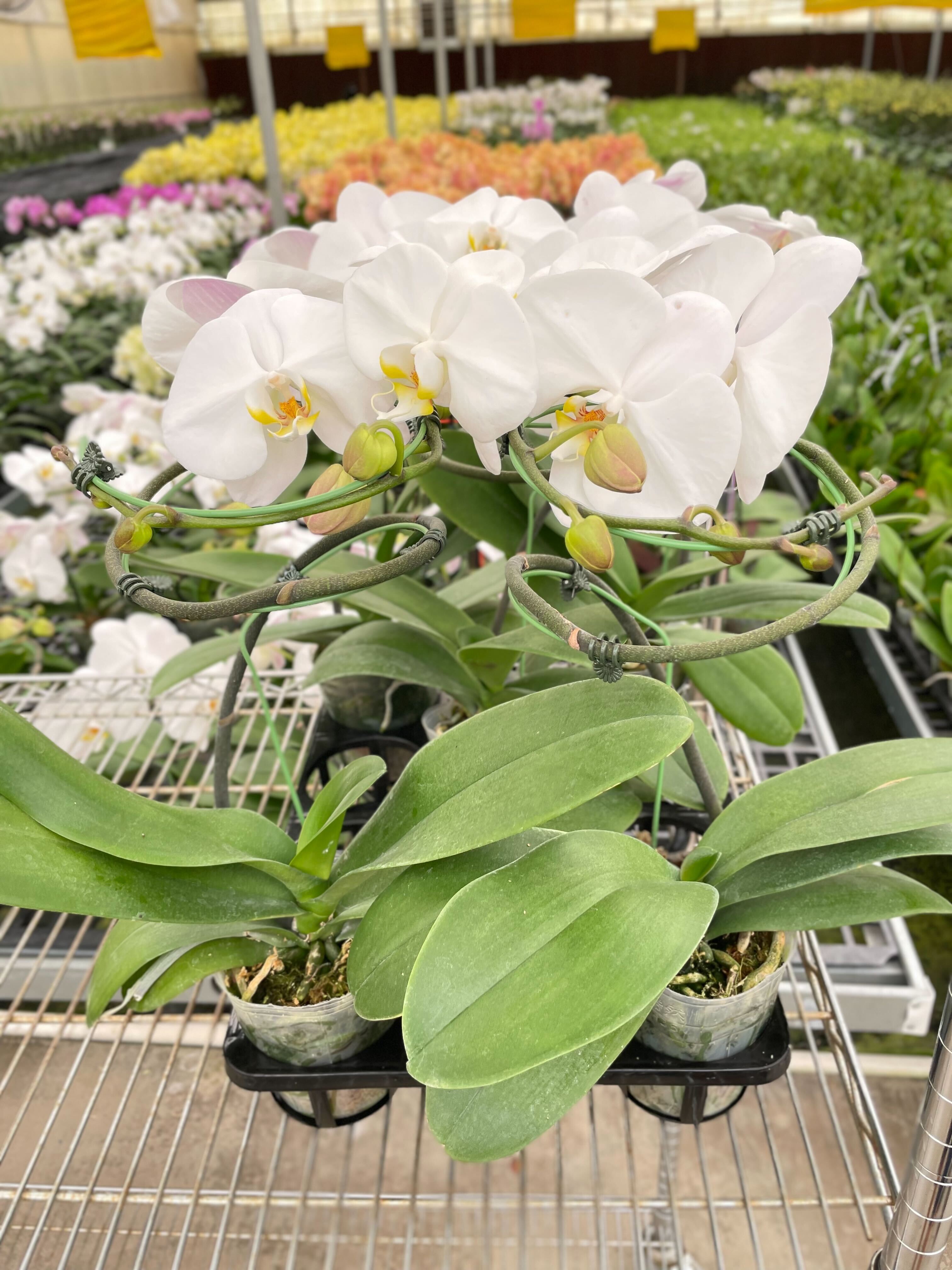 Orchid 'White Phalaenopsis' - Holiday Corner
