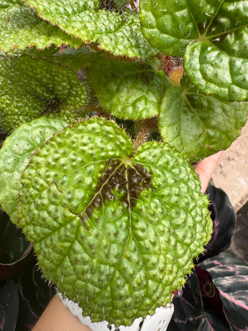 Begonia 'Iron Cross' - Holiday Corner
