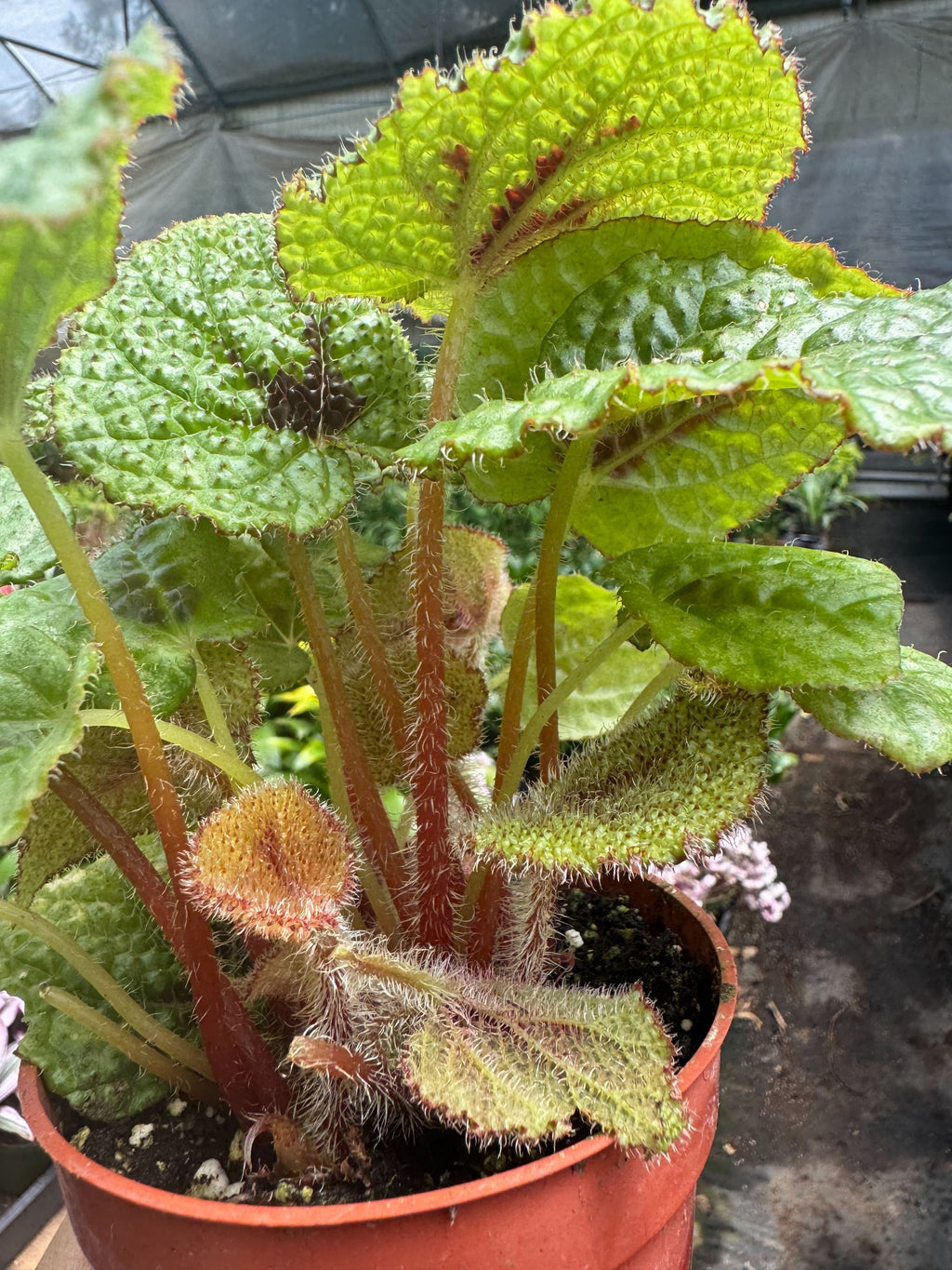 Begonia 'Iron Cross' - Holiday Corner