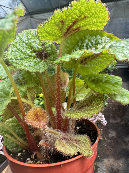 Begonia 'Iron Cross' - Holiday Corner