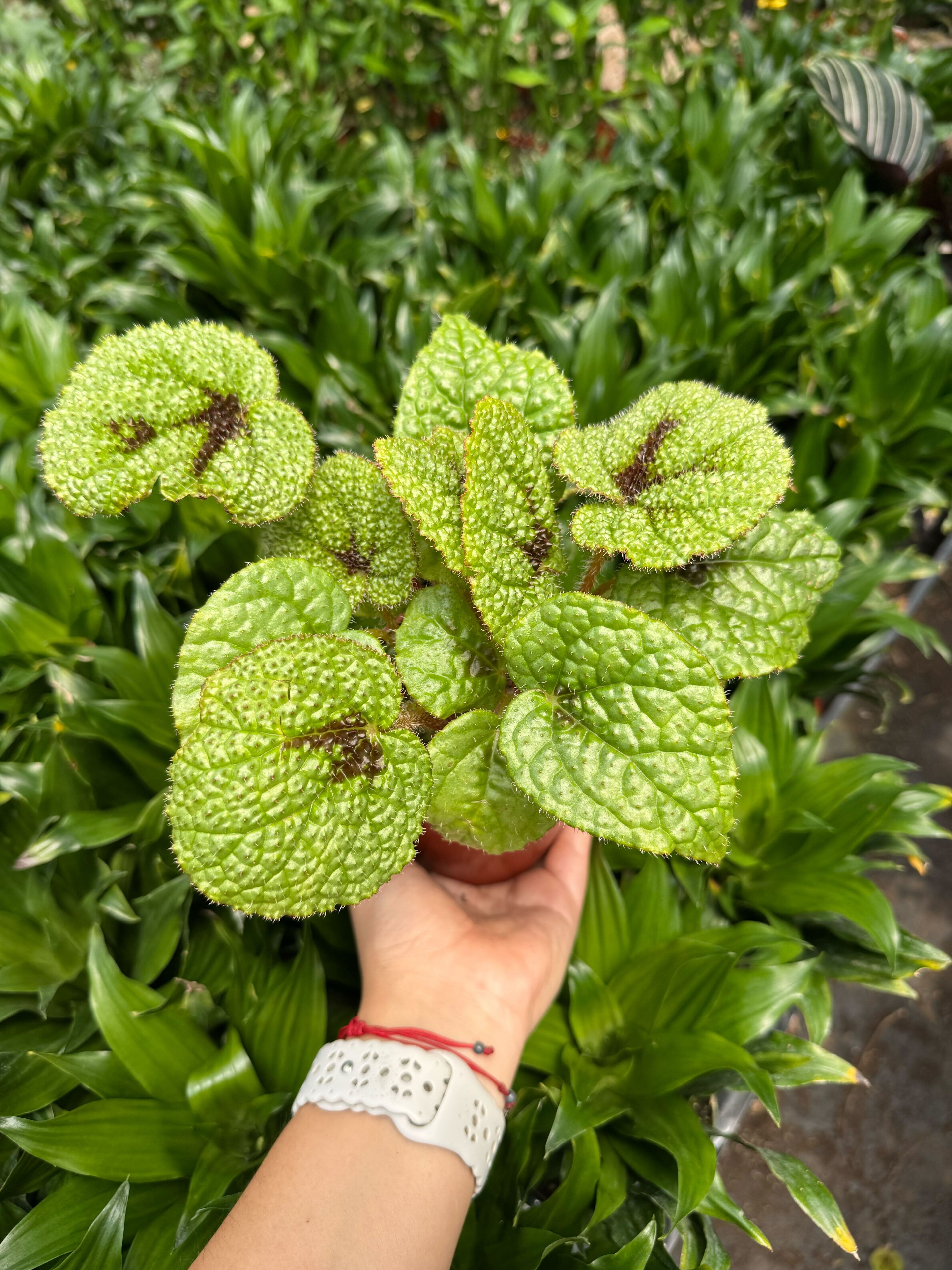 Begonia 'Iron Cross' - Holiday Corner