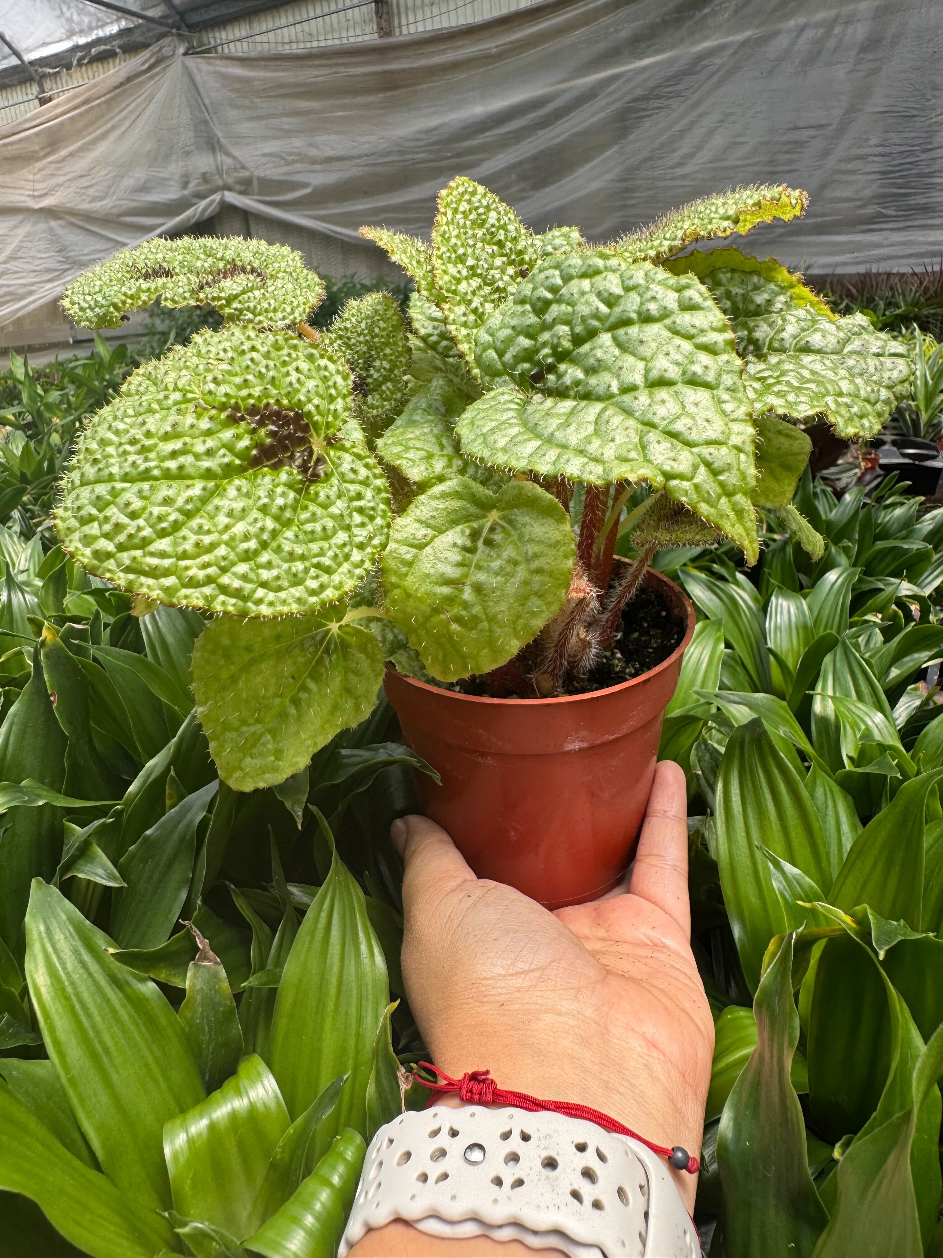 Begonia 'Iron Cross' - Holiday Corner