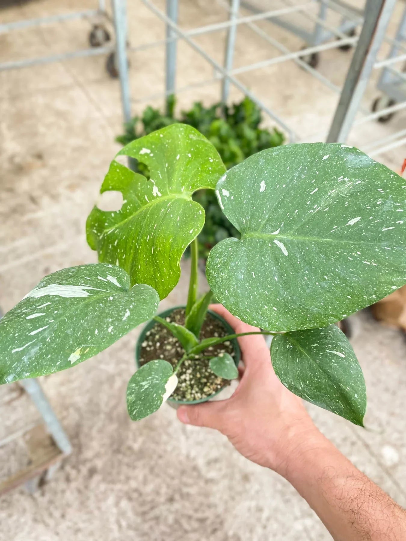 Monstera 'Thai Constellation' - Holiday Corner