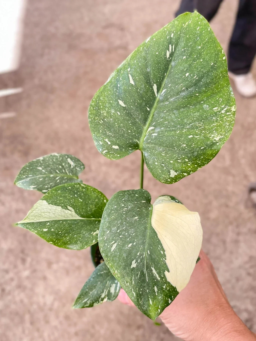 Monstera 'Thai Constellation' - Holiday Corner