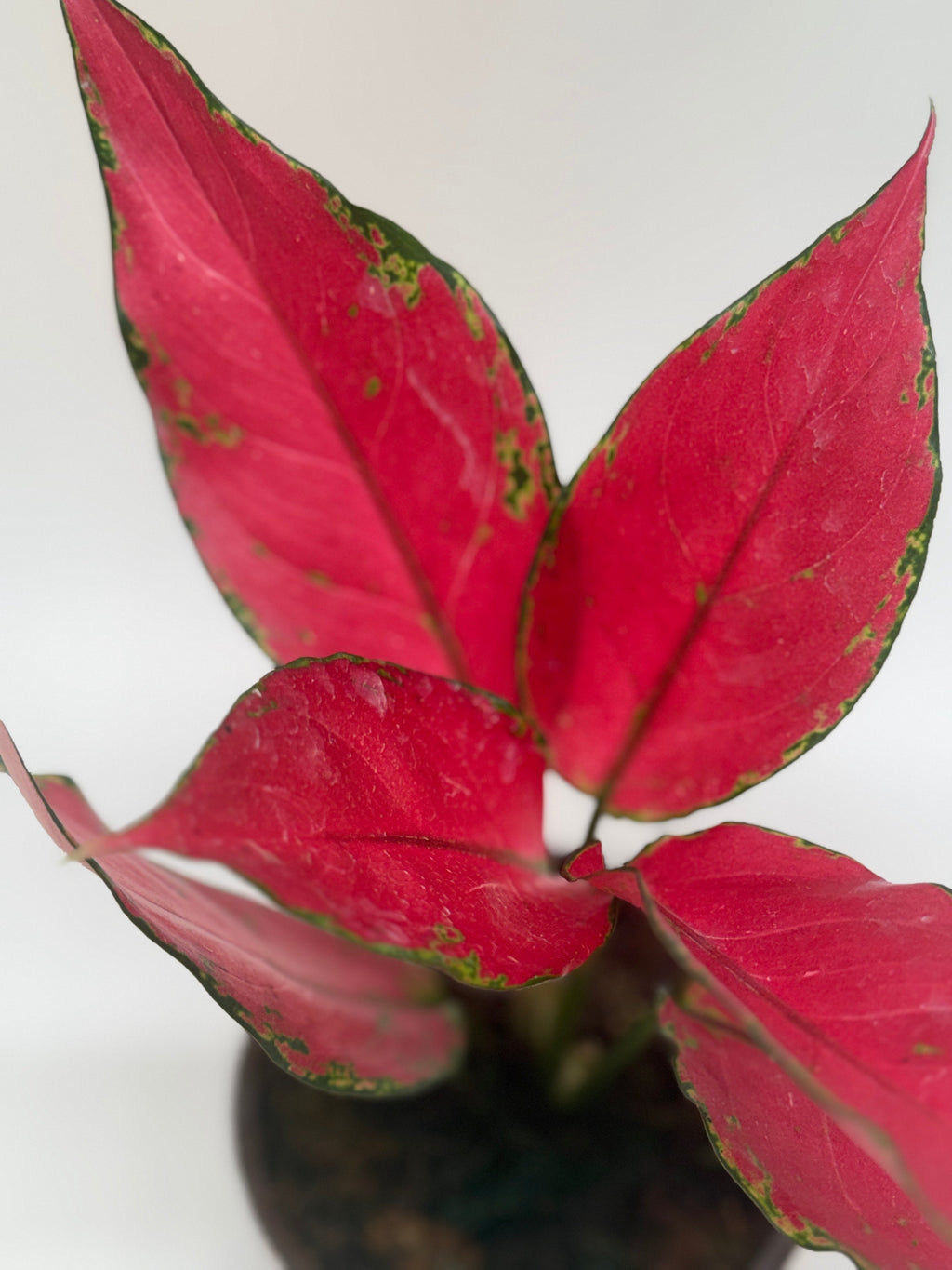 Chinese Evergreen 'Ruby Garuda' - Holiday Corner