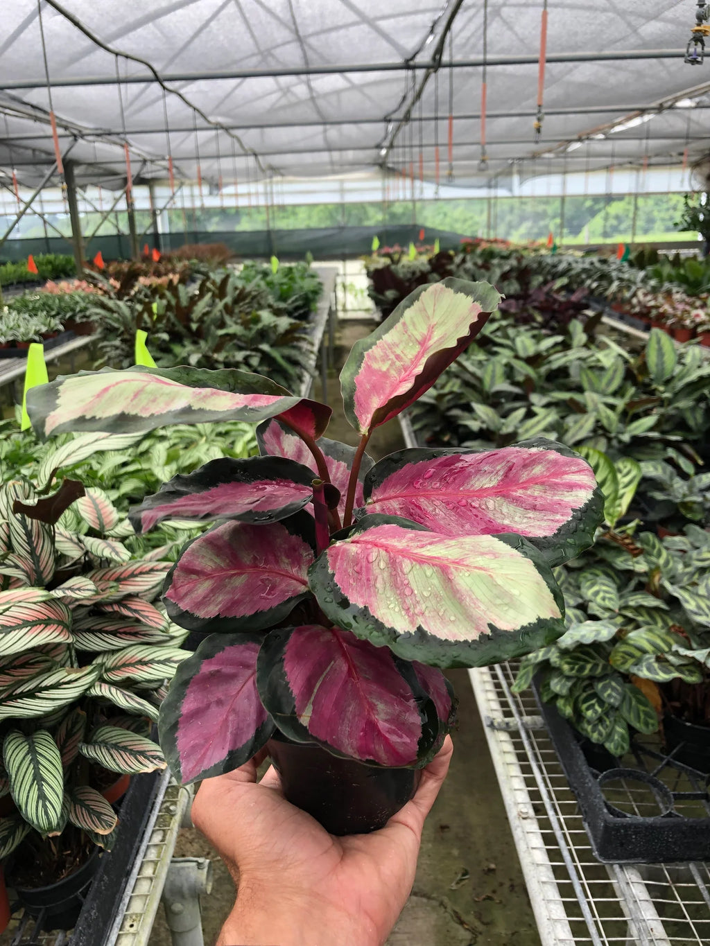 Calathea roseopicta 'Silvia' - Holiday Corner