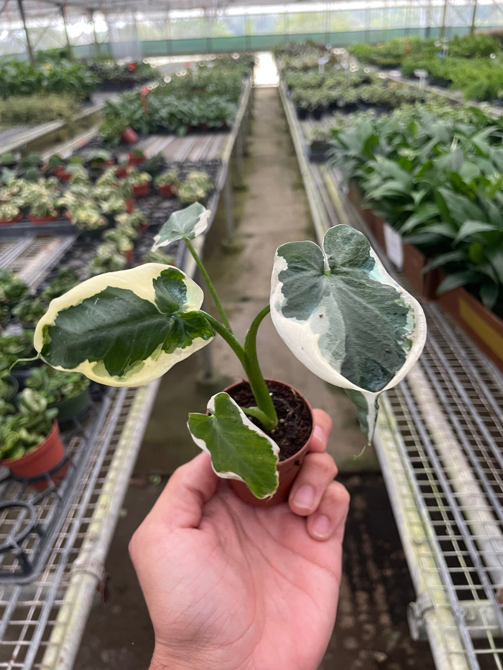 Alocasia 'Mickey Mouse' (Xanthosoma sagittifolium 'Variegatum Monstrosum') - Holiday Corner
