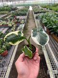 Alocasia 'Mickey Mouse' (Xanthosoma sagittifolium 'Variegatum Monstrosum') - Holiday Corner