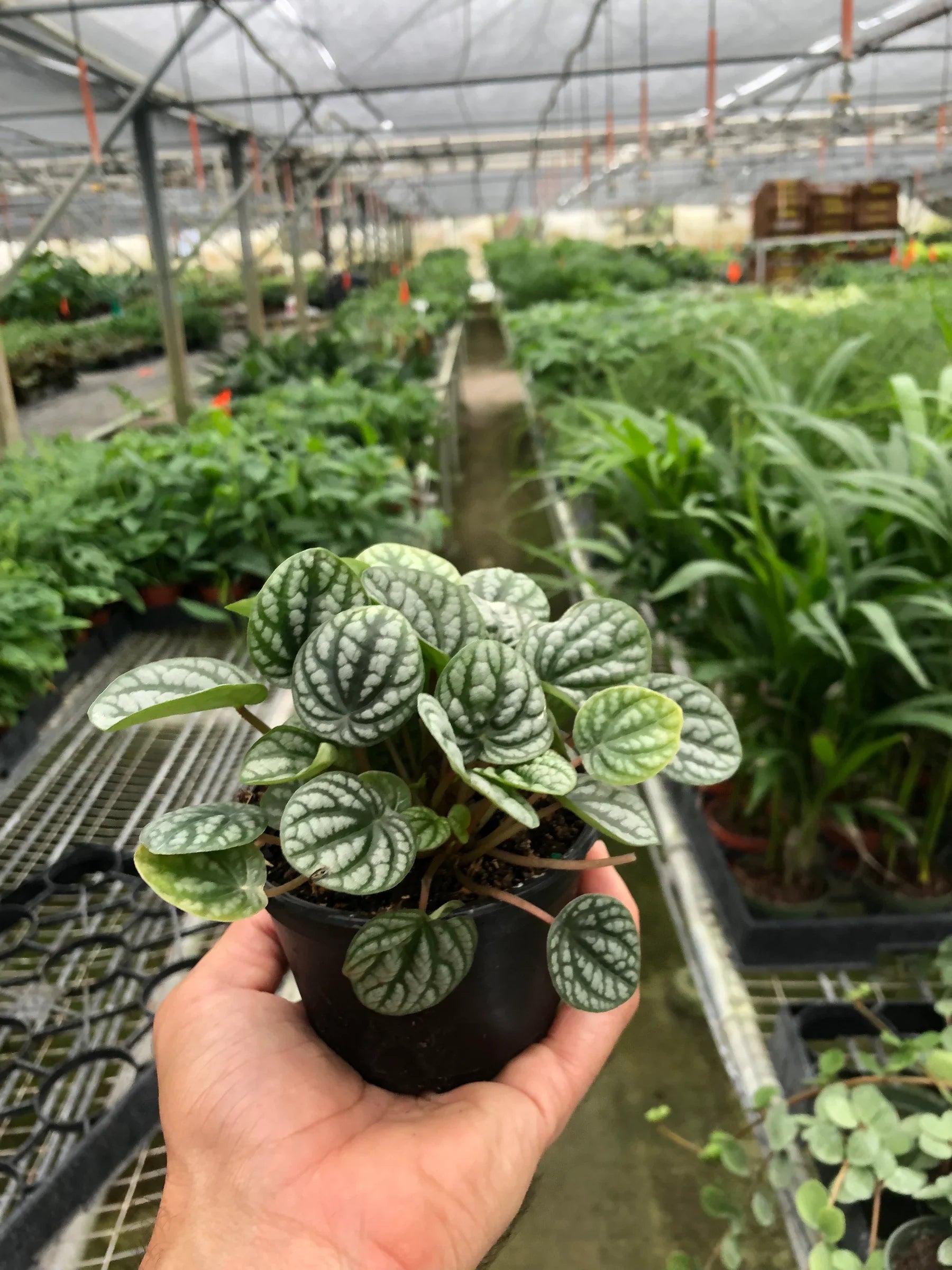 Peperomia 'Burbella' - Holiday Corner