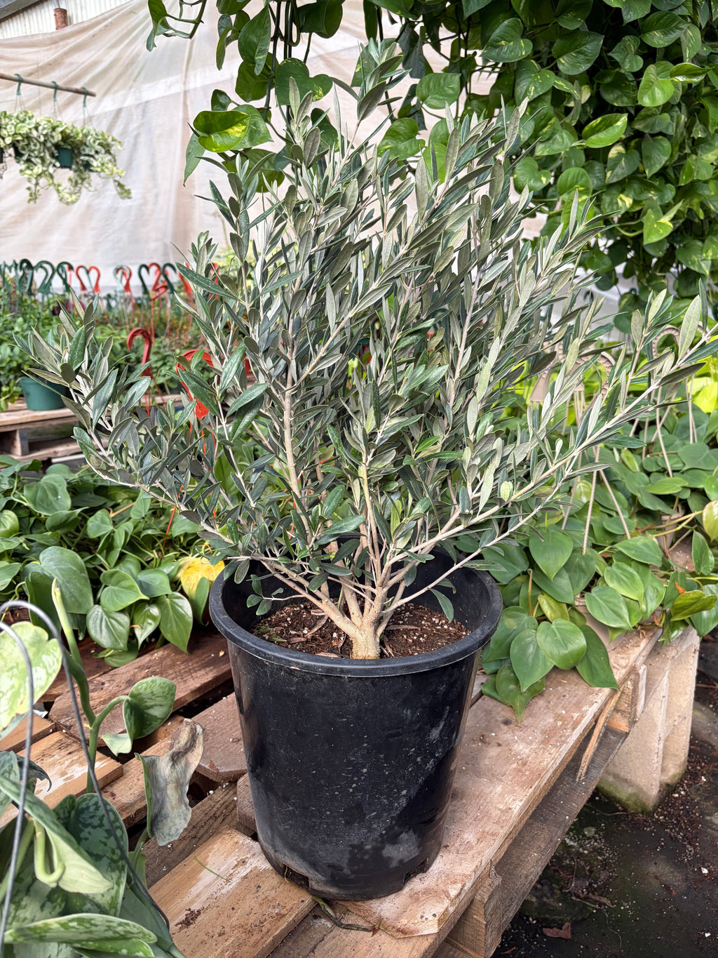 Common Olive Tree (Olea europaea) - Holiday Corner