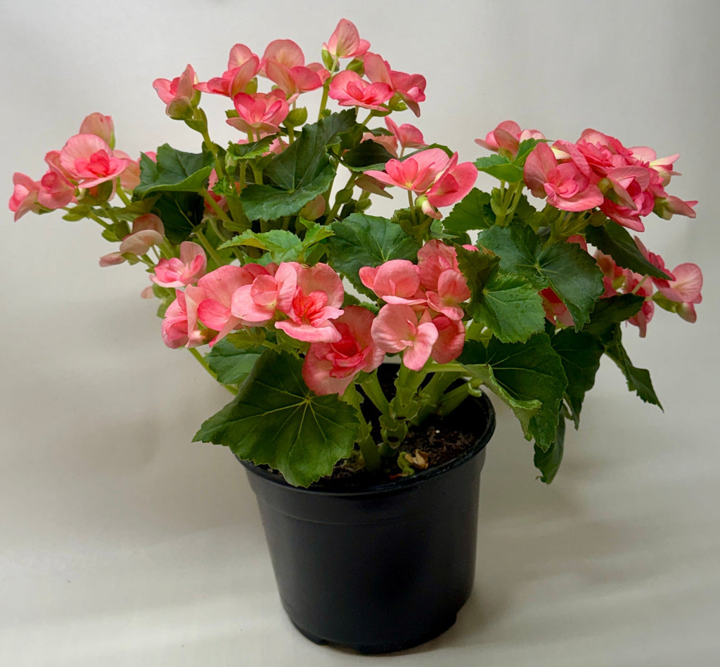 Begonia 'Reiger' - Holiday Corner