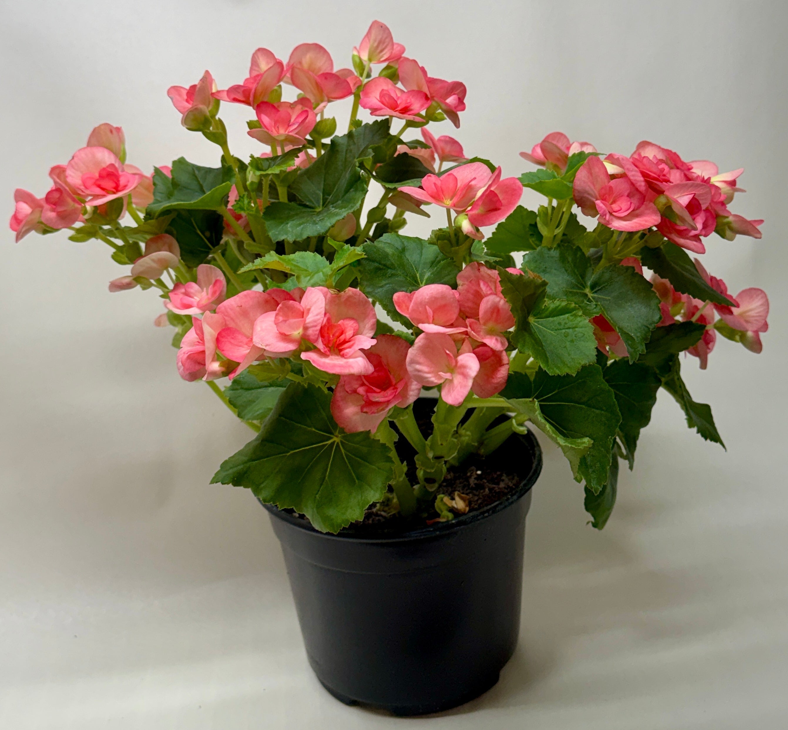 Begonia 'Reiger' - Holiday Corner