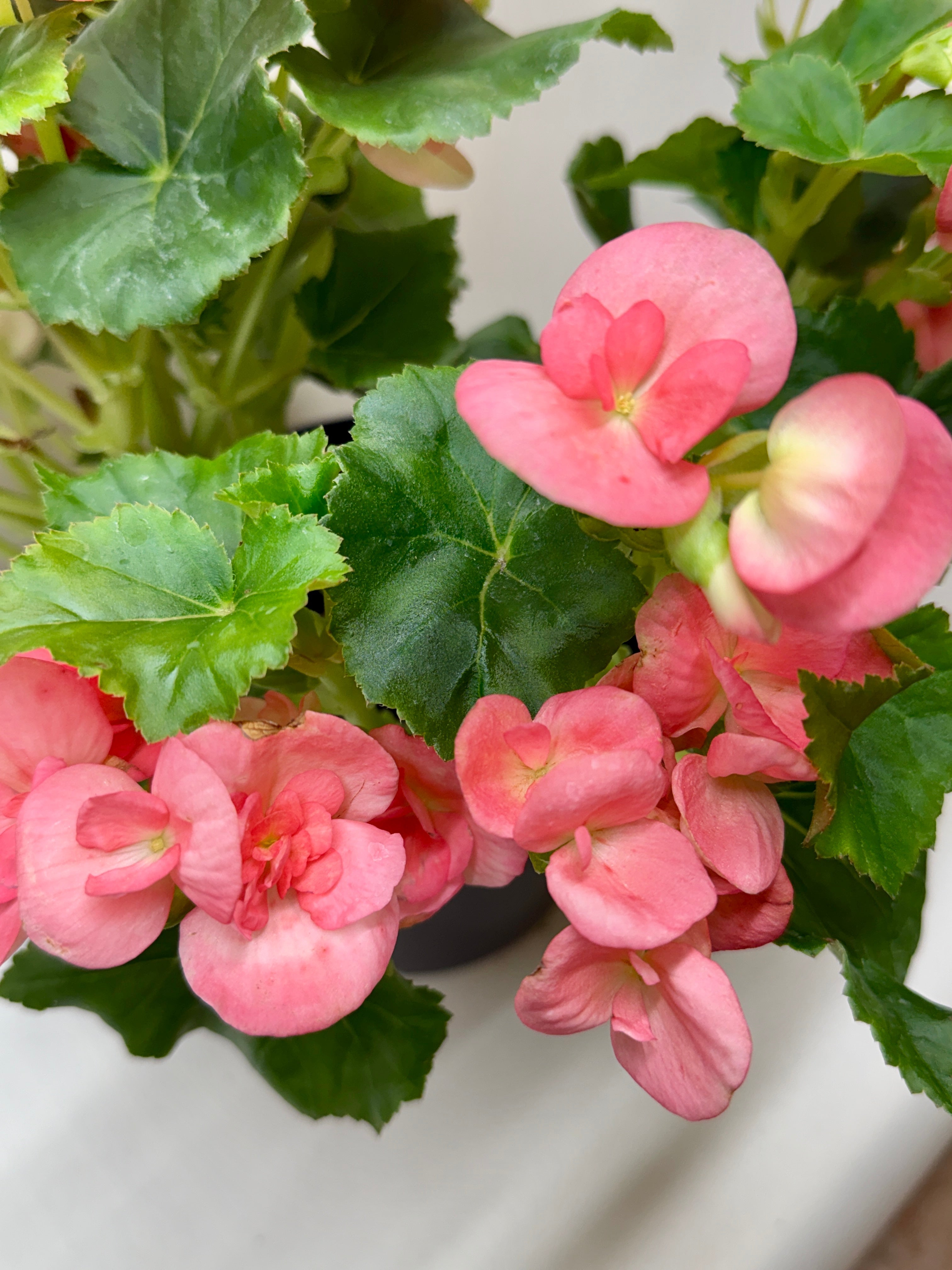 Begonia 'Reiger' - Holiday Corner