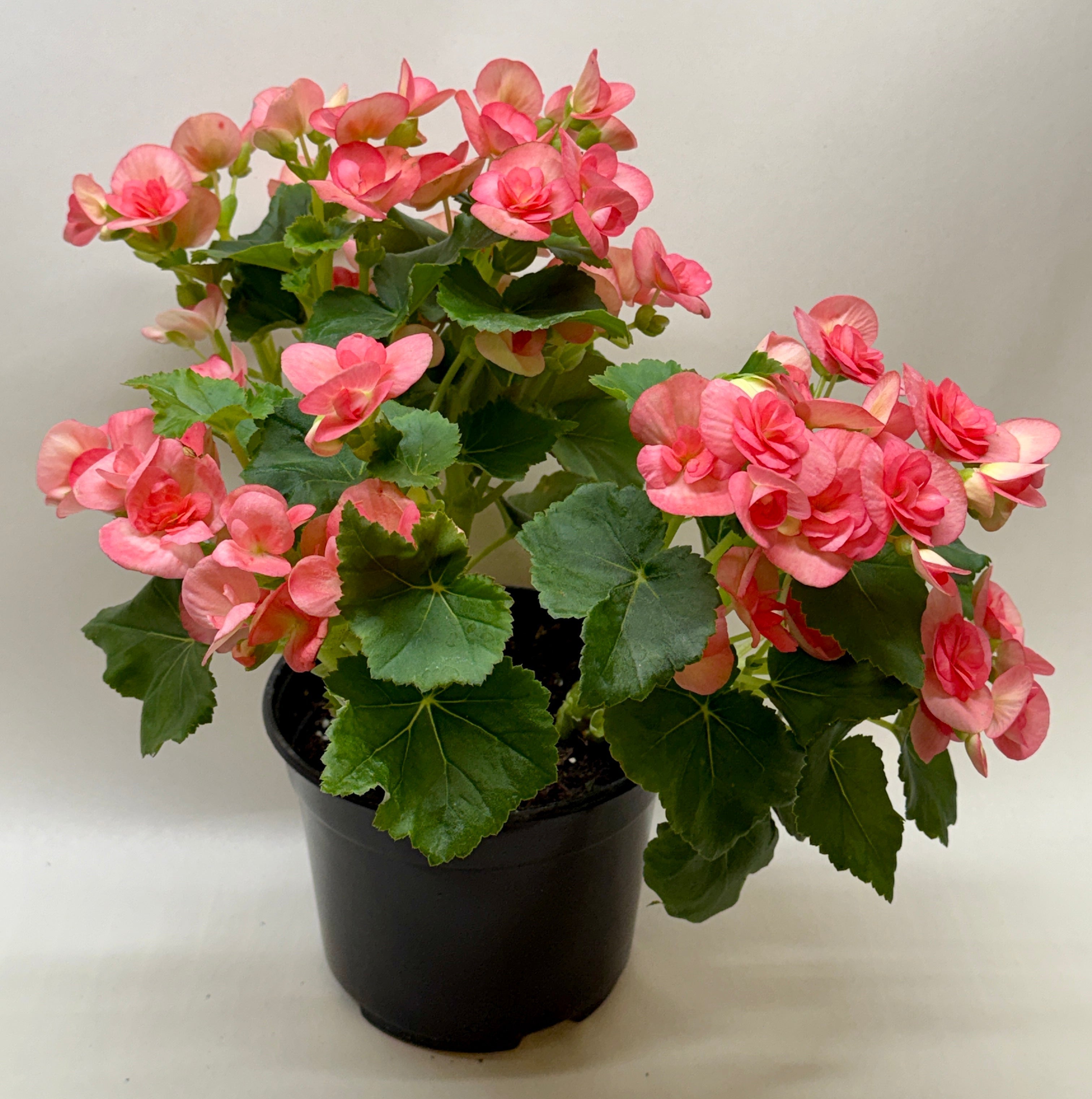 Begonia 'Reiger' - Holiday Corner
