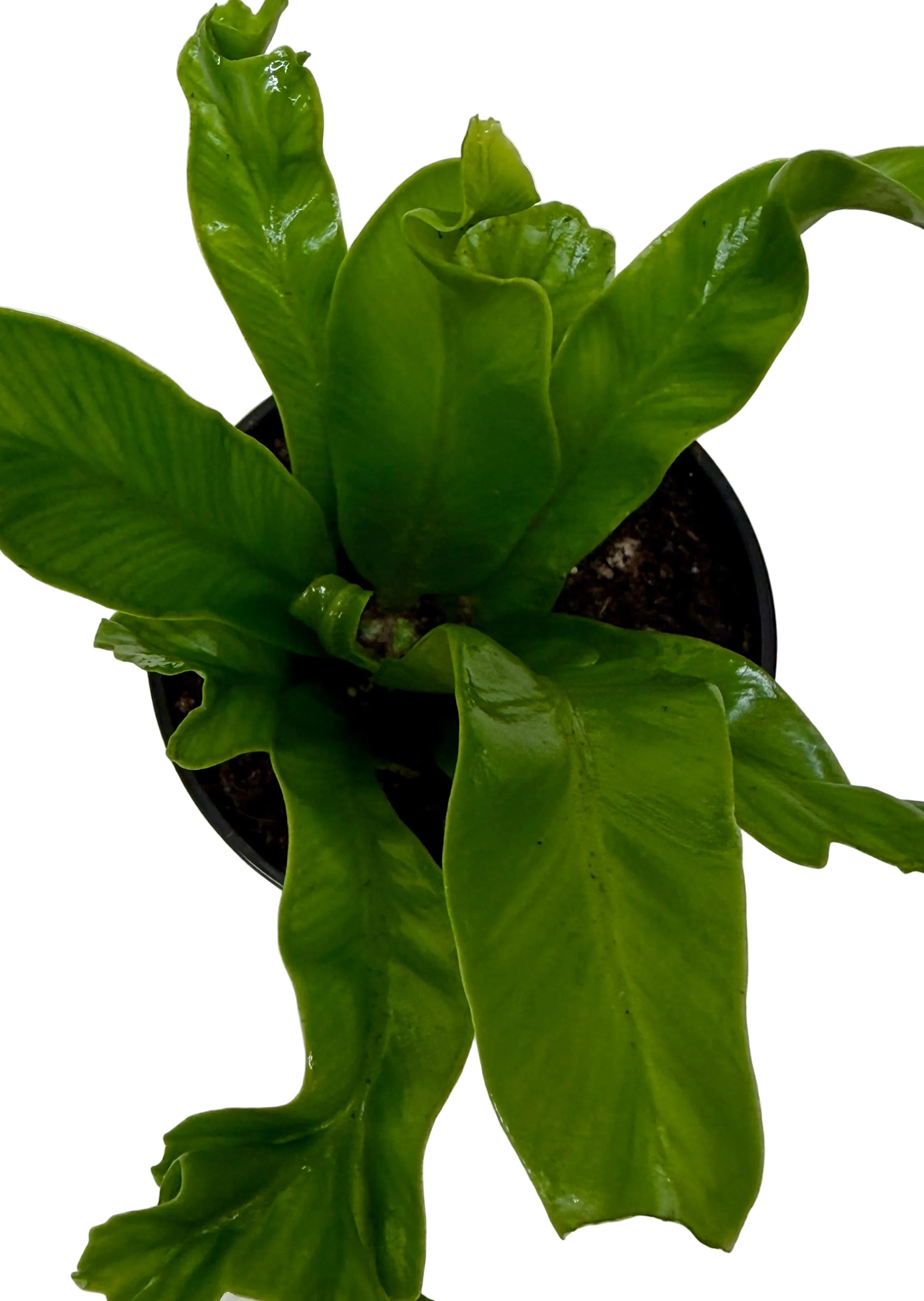 Bird's Nest 'Leslie' Fern - Holiday Corner
