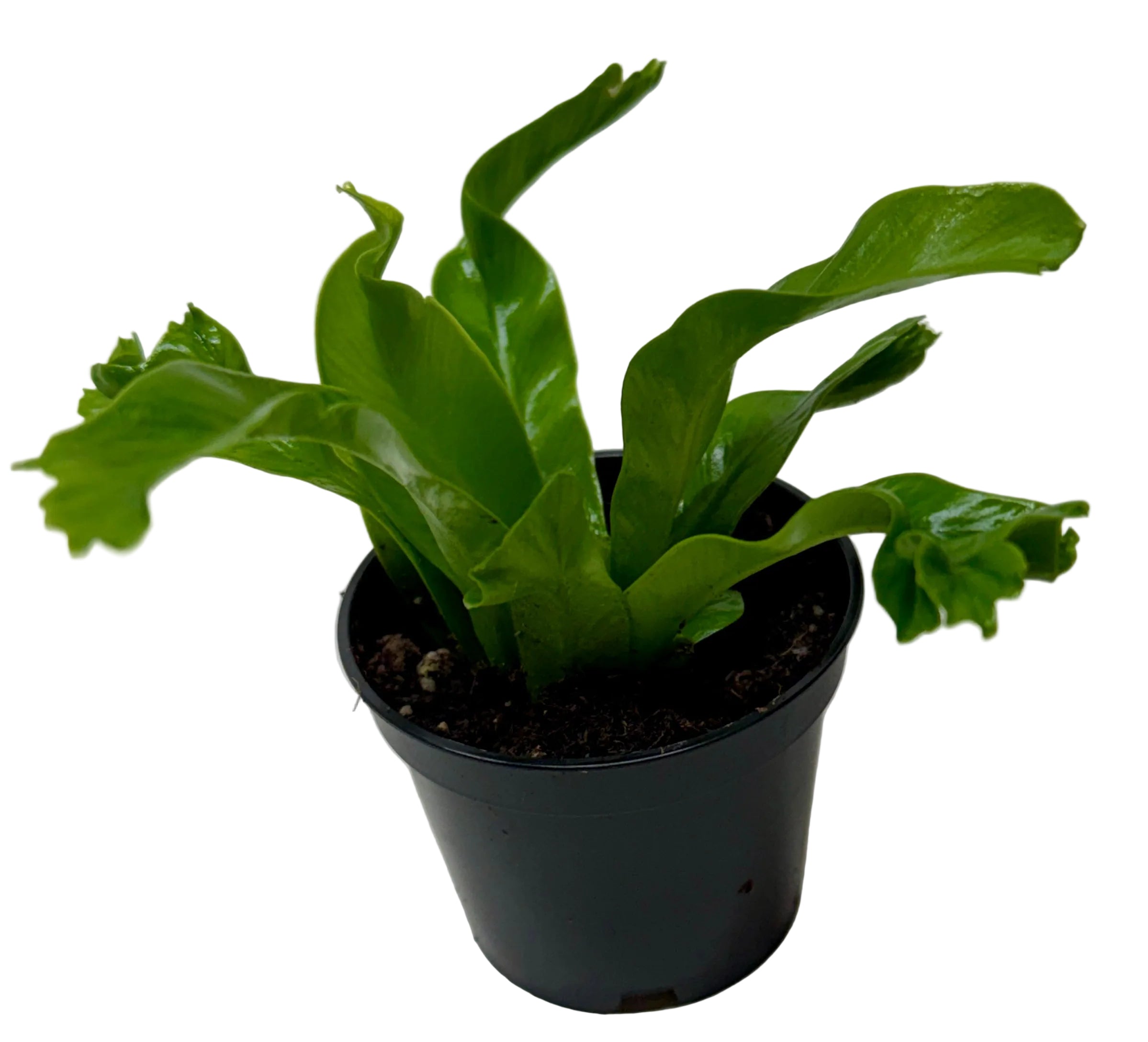 Bird's Nest 'Leslie' Fern - Holiday Corner