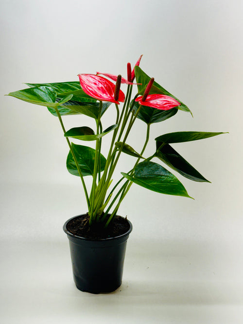 Anthurium 'Livium' - Holiday Corner