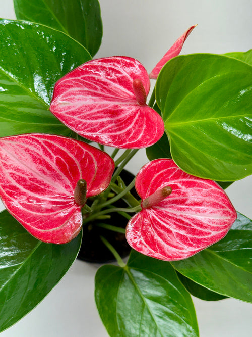 Anthurium 'Livium' - Holiday Corner