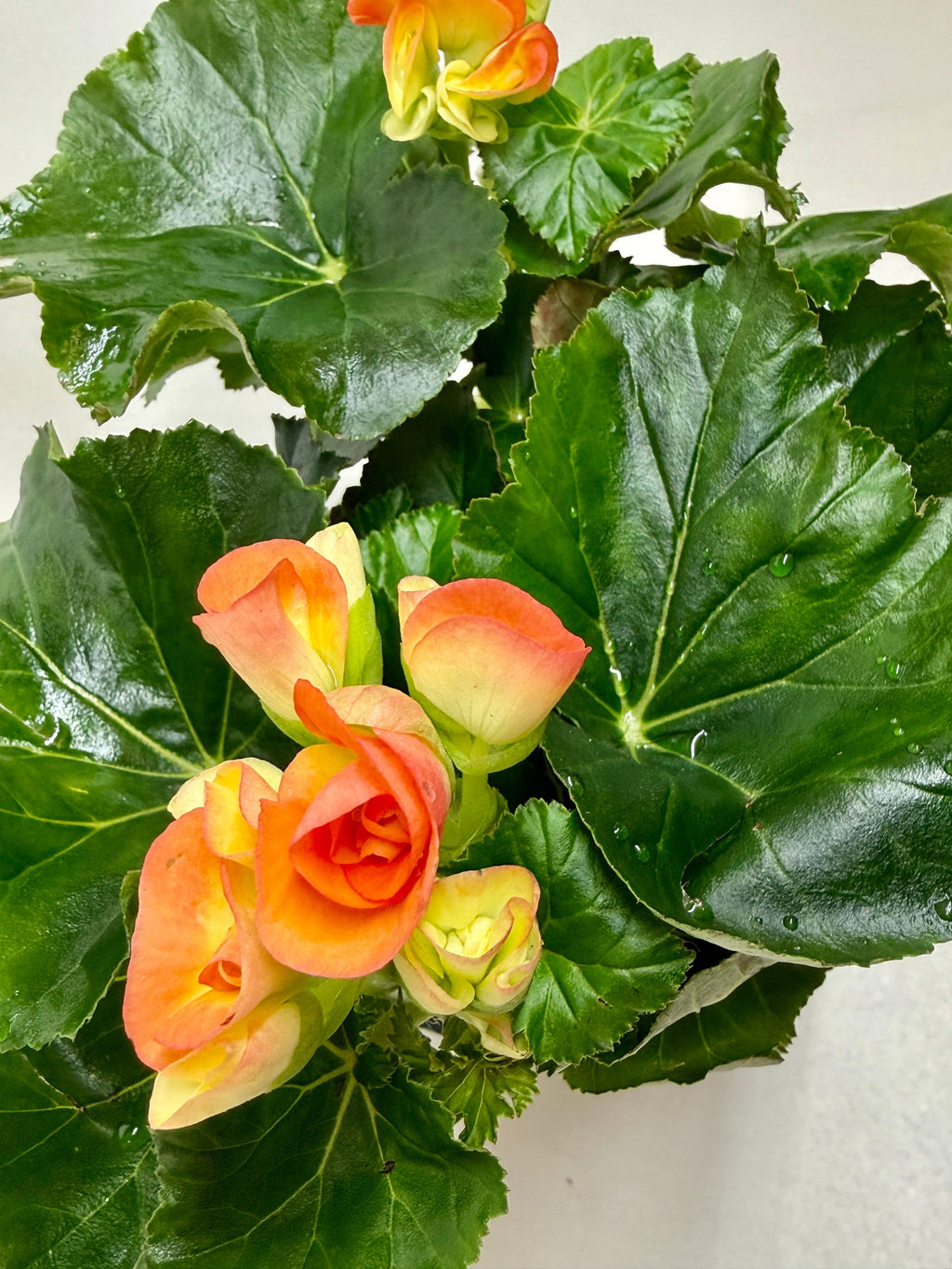 Begonia 'Reiger' - Holiday Corner