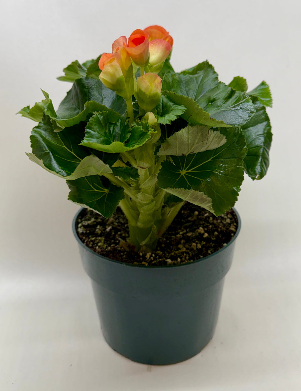 Begonia 'Reiger' - Holiday Corner