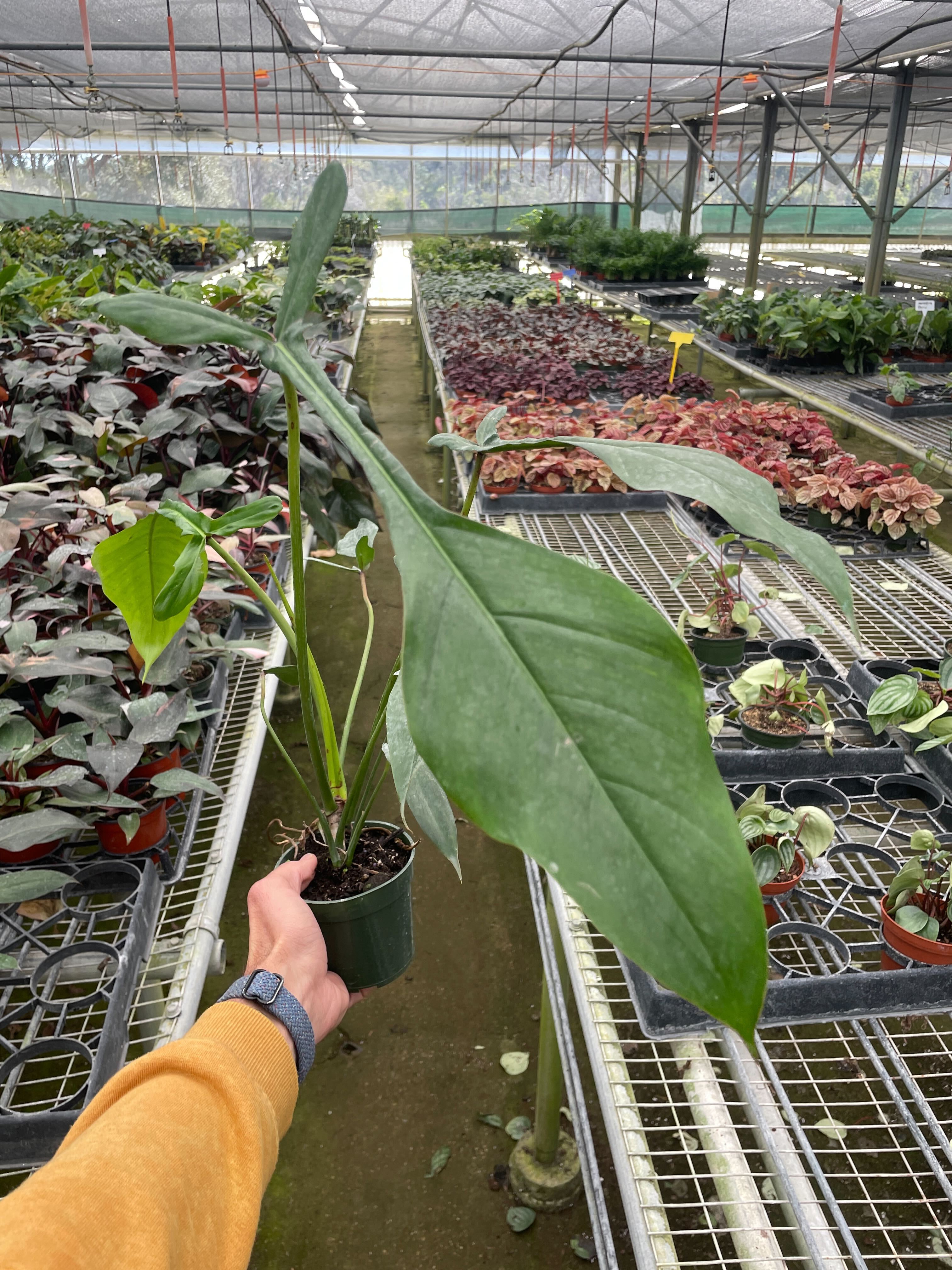 Philodendron 'Joepii' - Holiday Corner