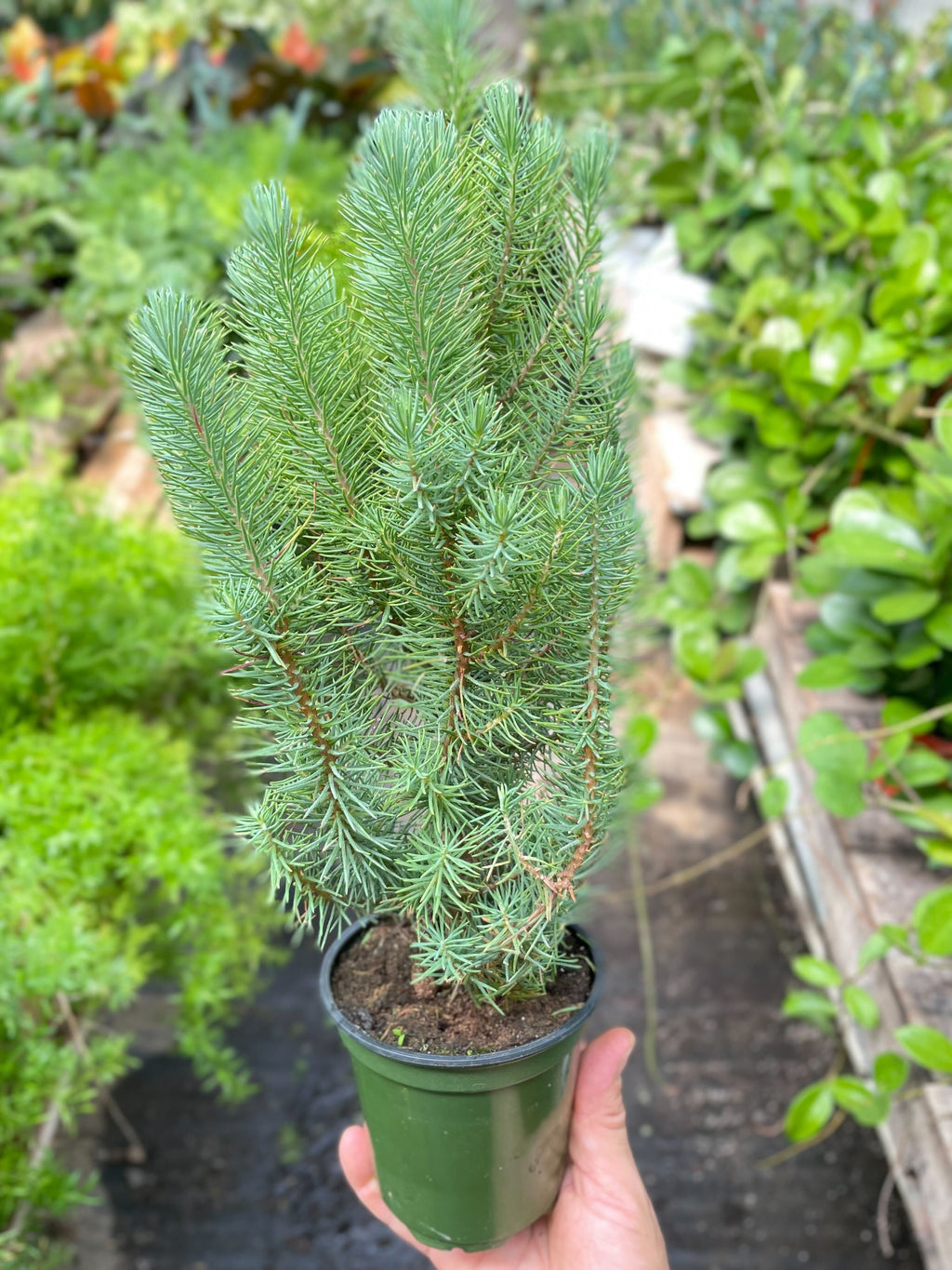 Blue Pine Trees - Holiday Corner
