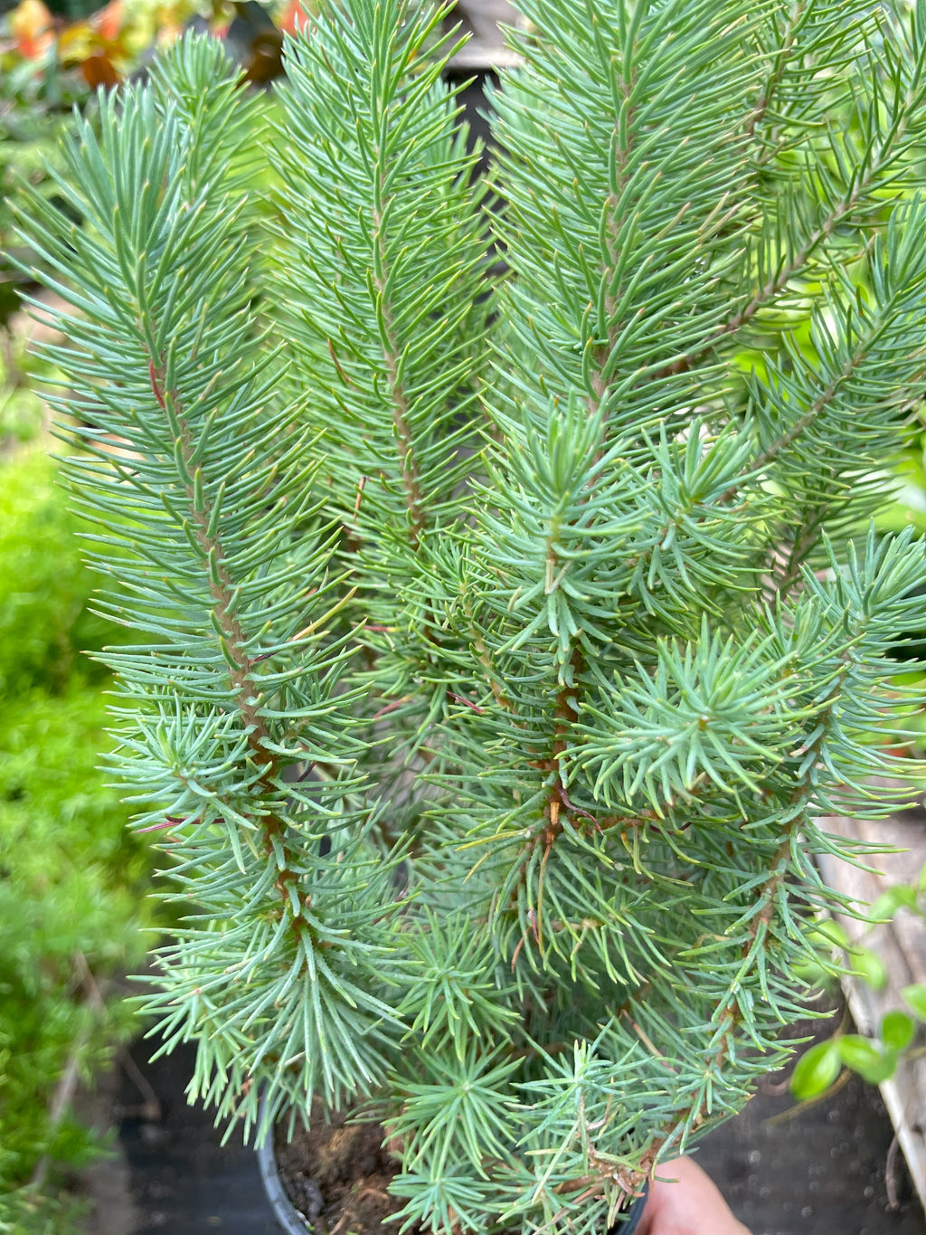 Blue Pine Trees - Holiday Corner
