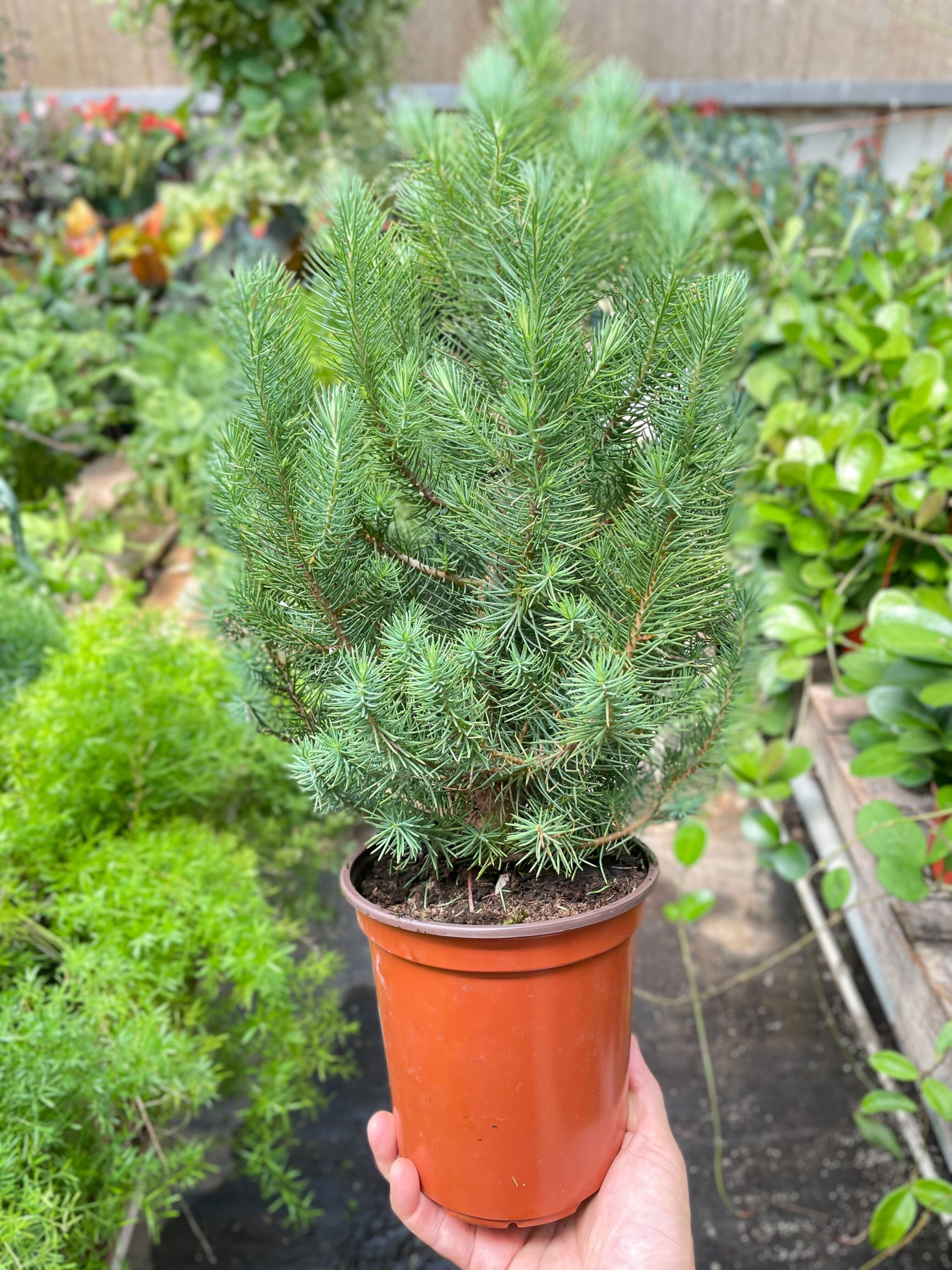Blue Pine Trees - Holiday Corner