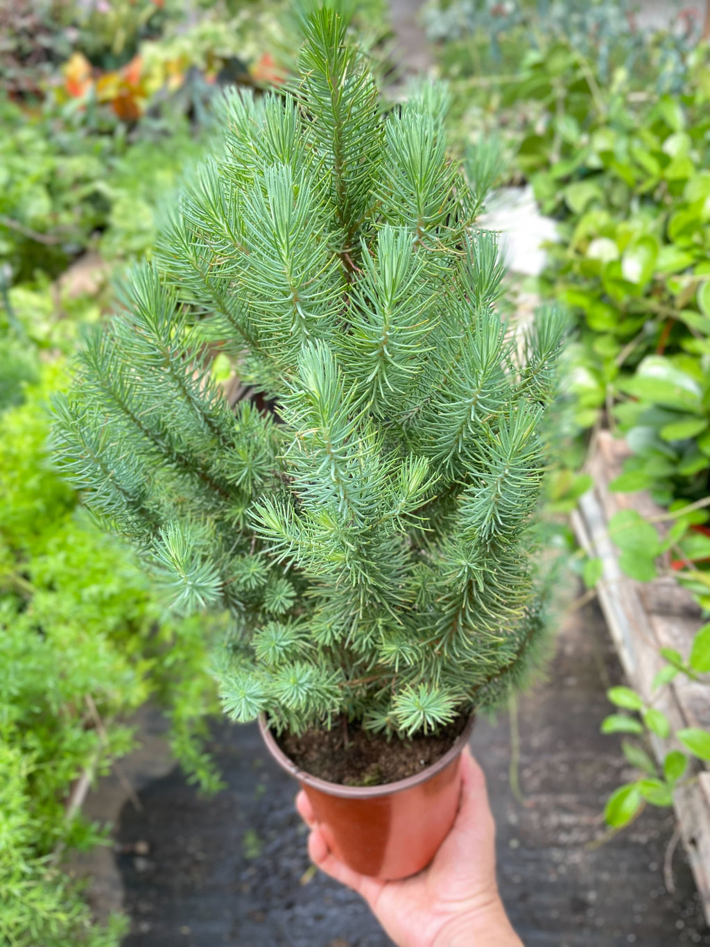 Blue Pine Trees - Holiday Corner