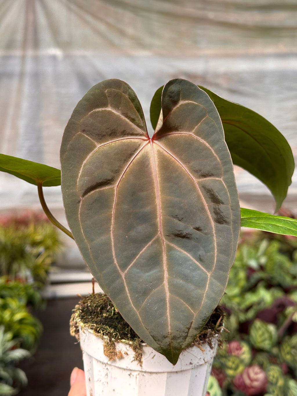 Anthurium 'Magnificum' - Holiday Corner